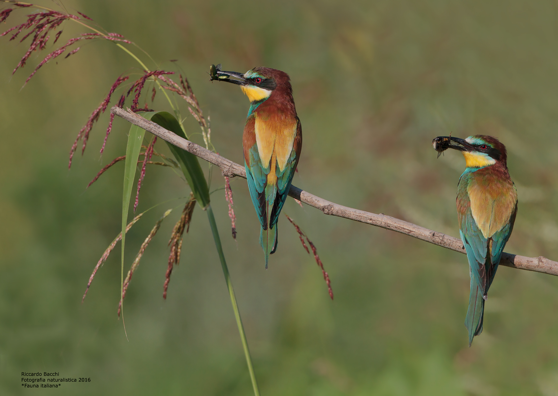 Pair of bee-eaters with bombus and colettero