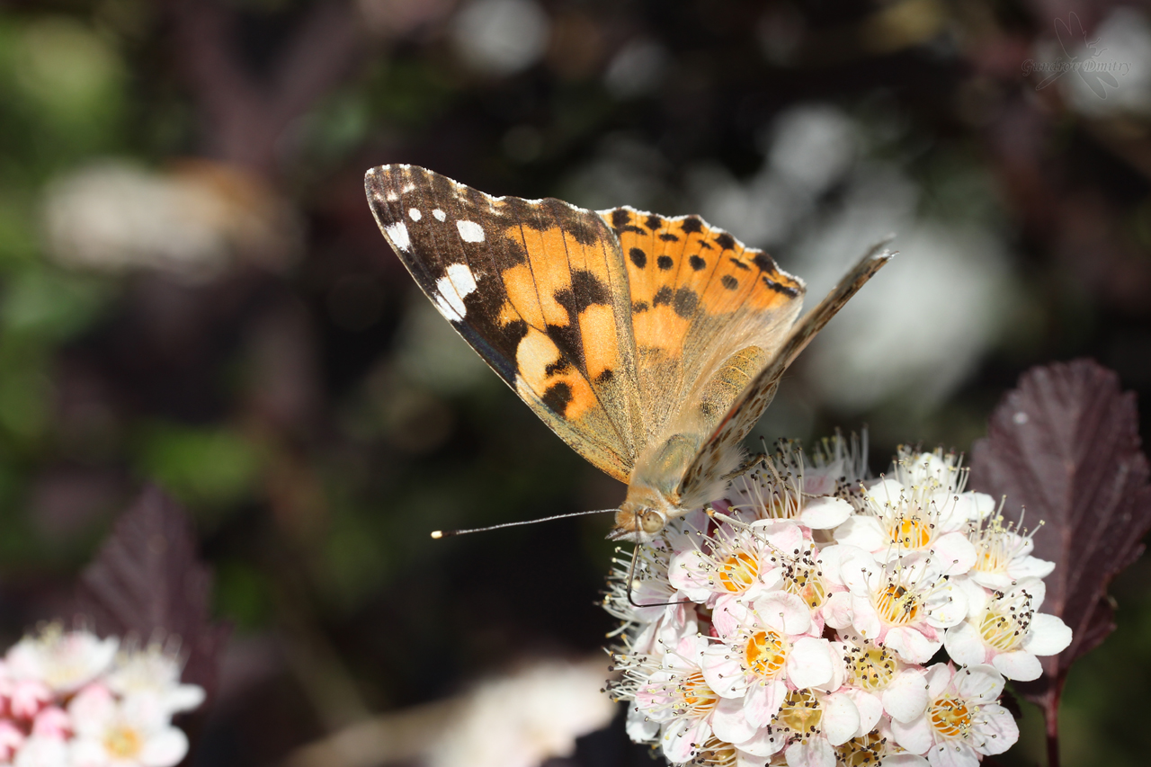 Vanessa cardui