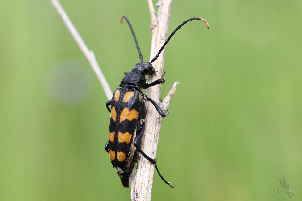 Leptura quadrifasciata