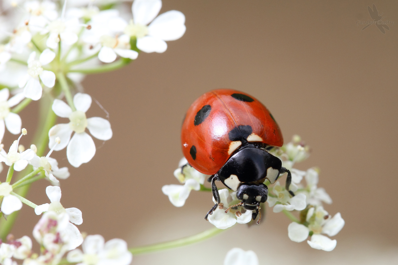 Coccinella