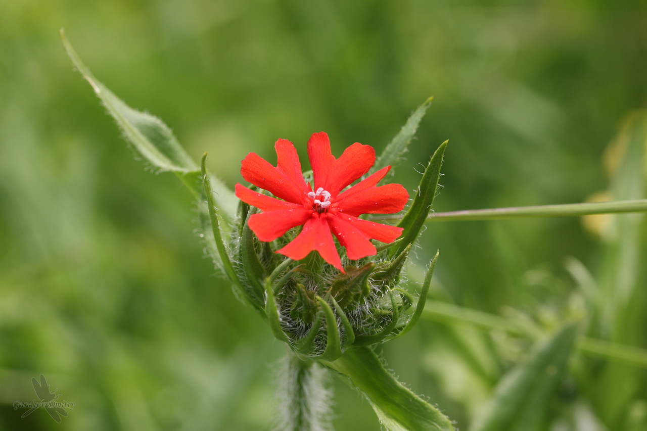 Spruzzata rossa in verde