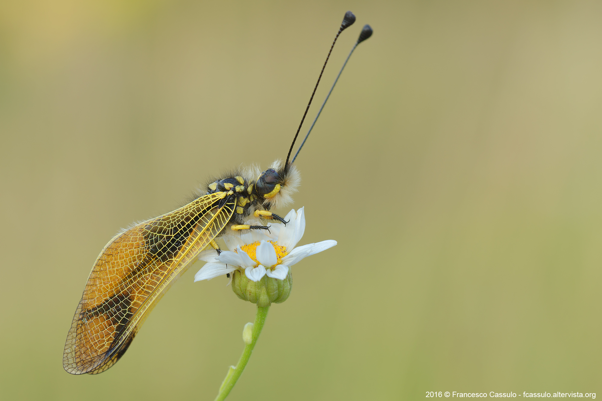 Libelloides longicornis (Linnaeus, 1764)
