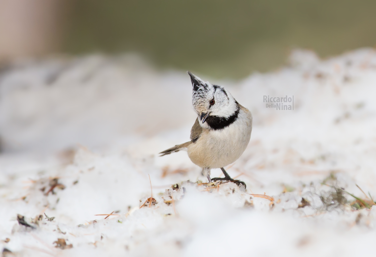 Crested Tit