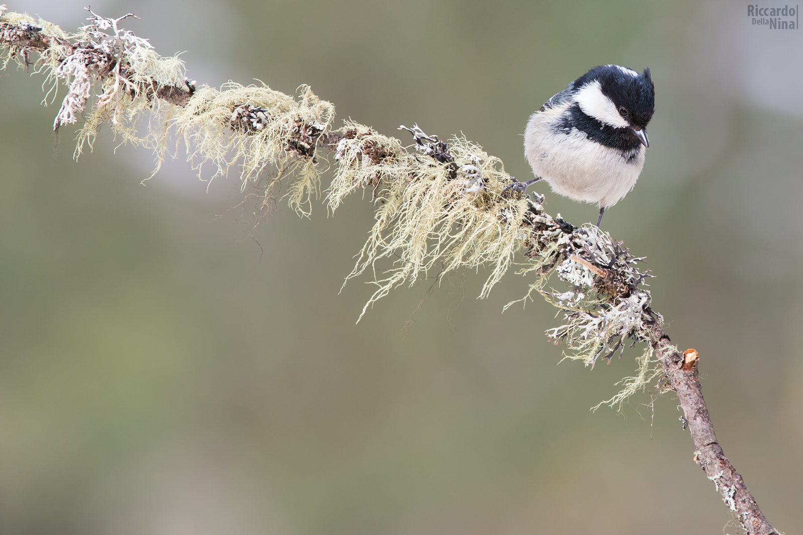 Crested Tit