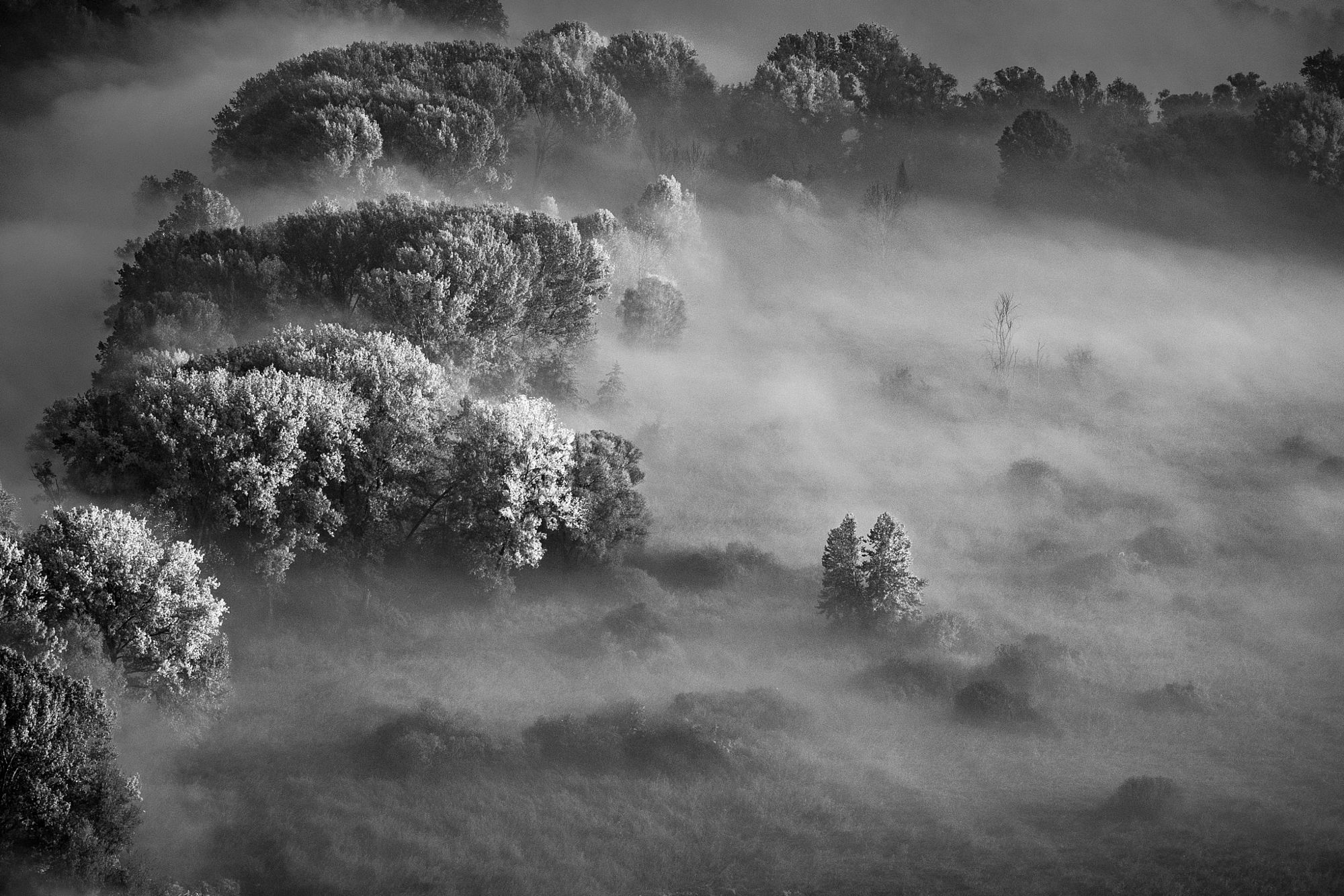 Autunno in Bianco e Nero