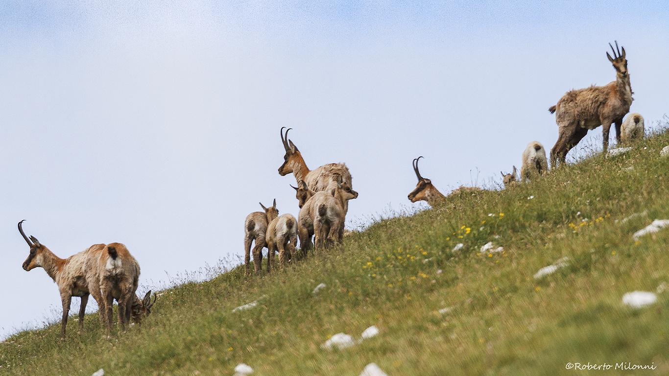 Rupicapra Pyrenaica Ornata