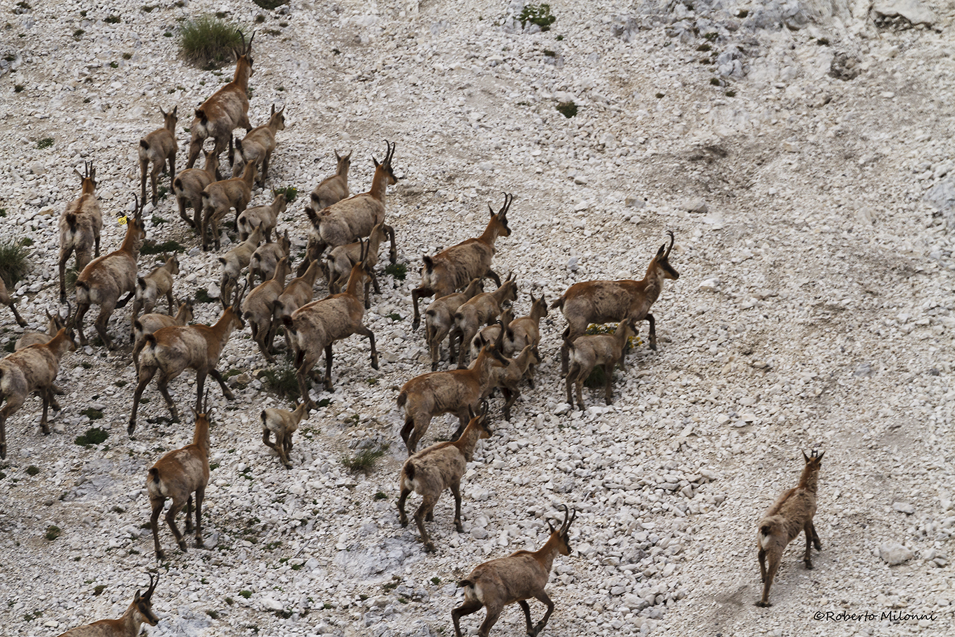 Rupicapra Pyrenaica Ornata