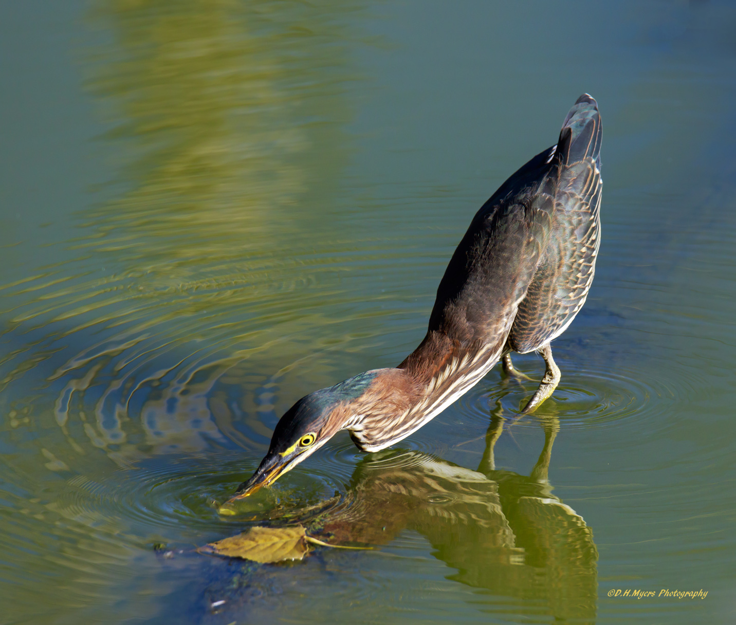 Green Heron