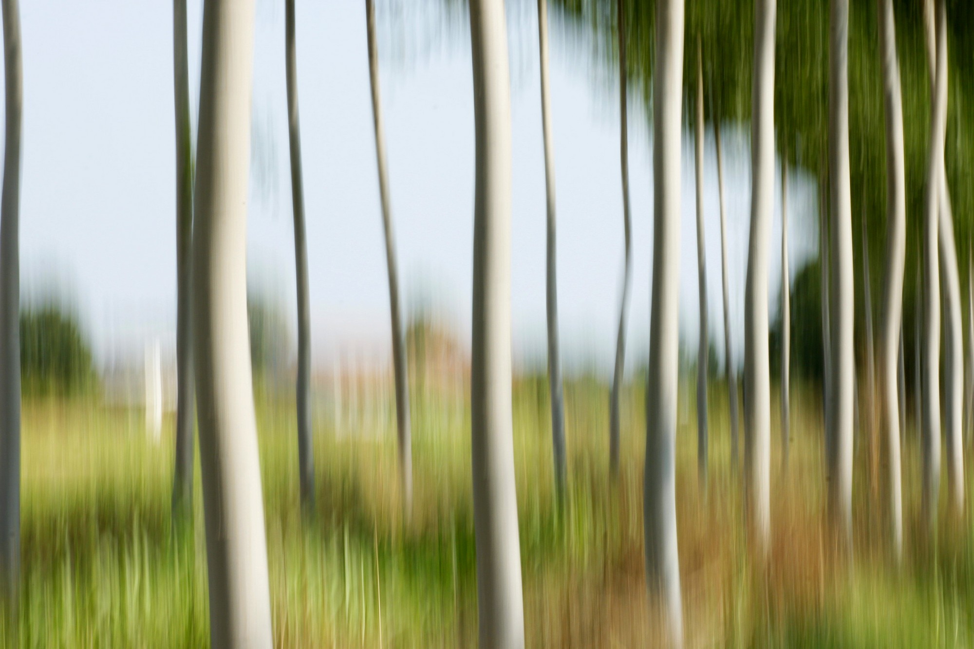 alberi in movimento...