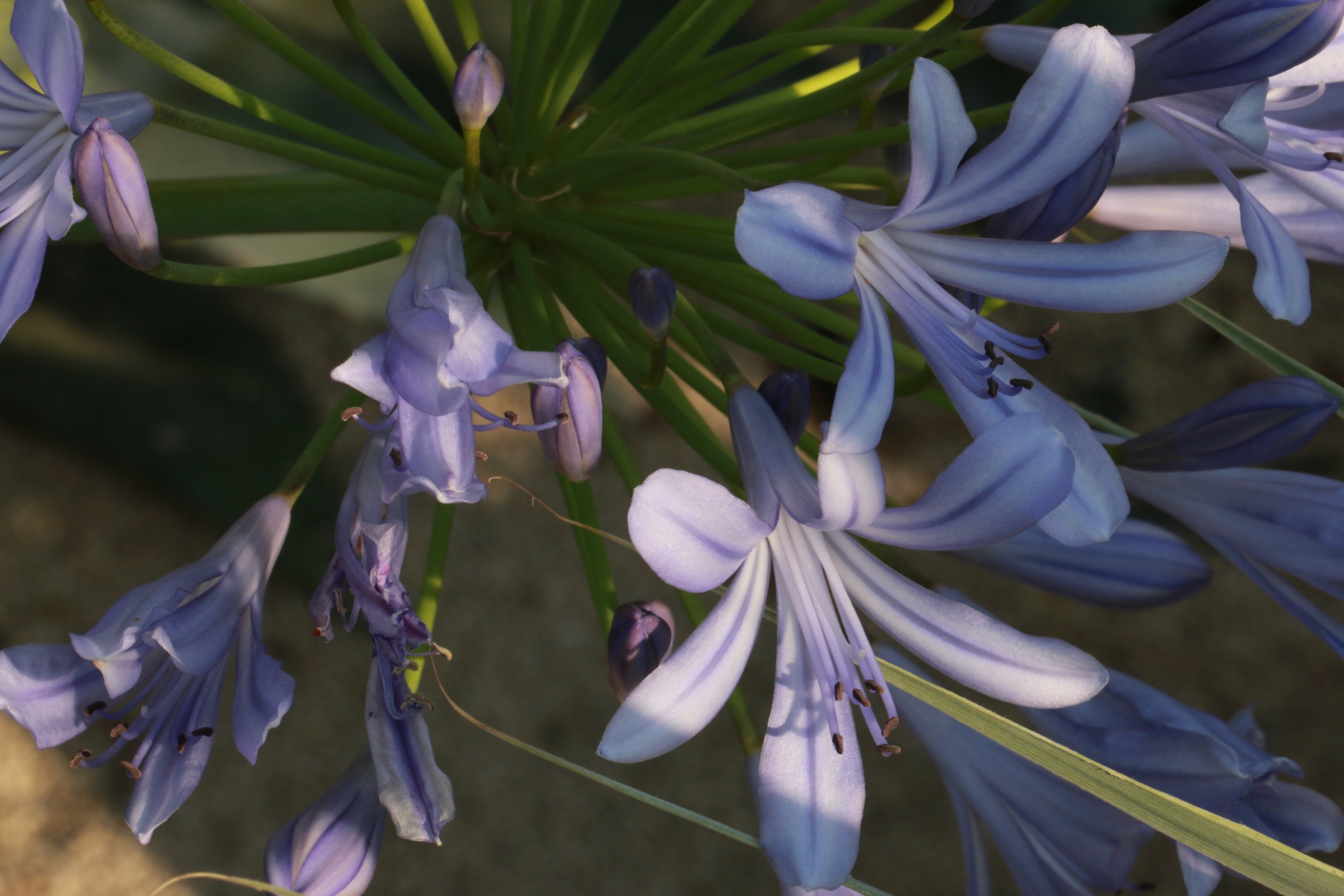 Agapanthus africanus azzurro