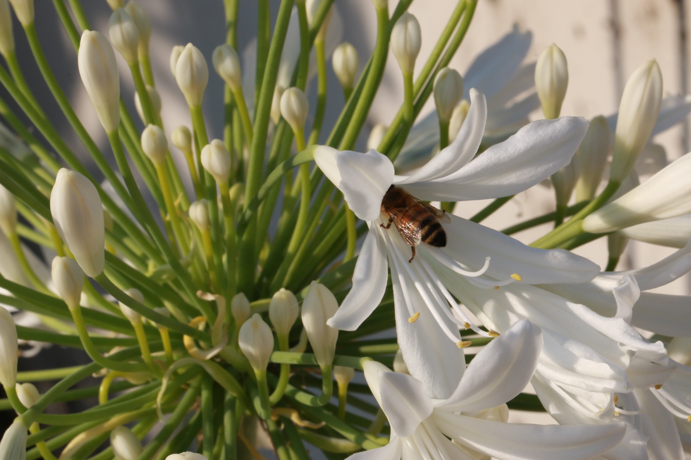 Agapanthus africanus bianco