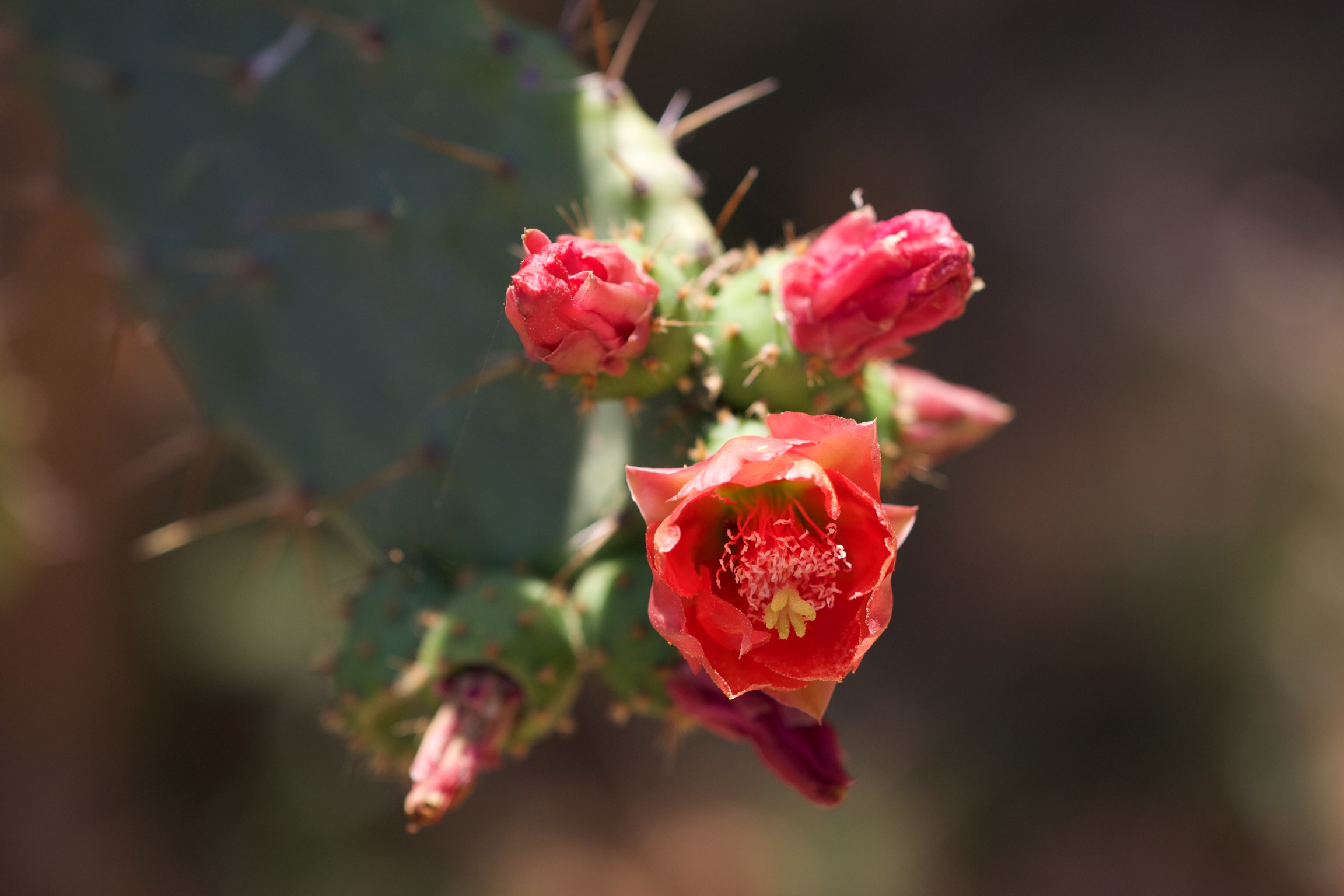 Fiore rosso di cactus-Echinocereus Klapperi