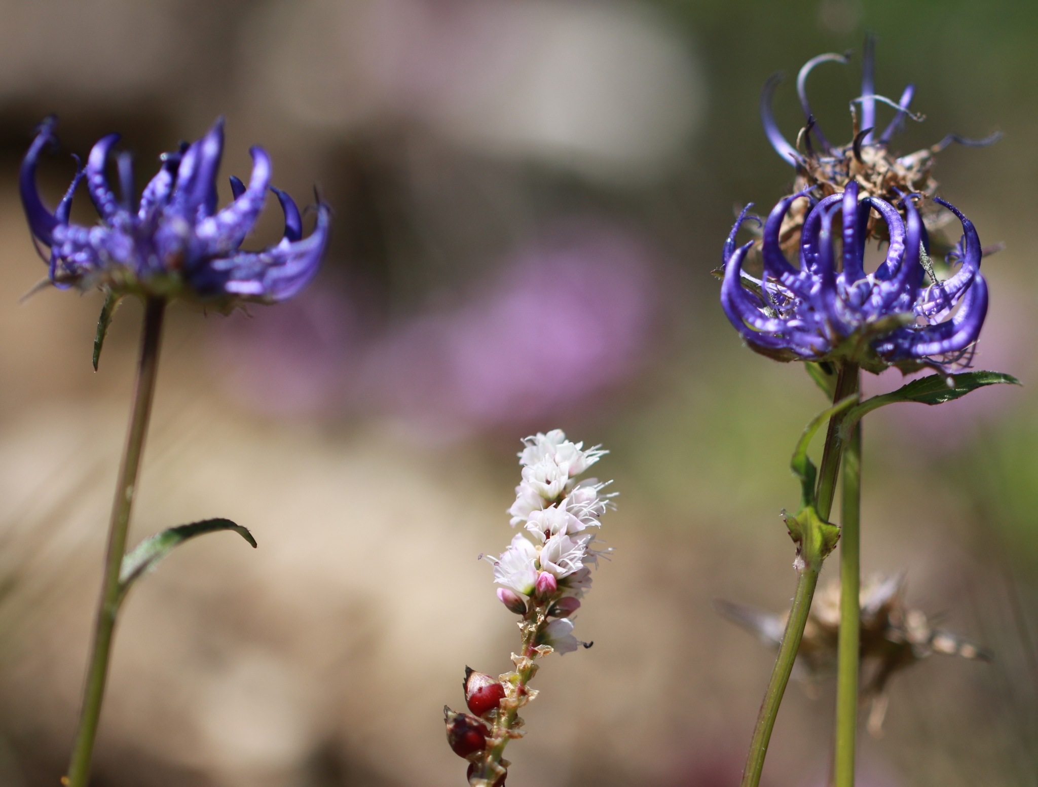 Raponzolo orbiculare -Phyteuma orbiculare