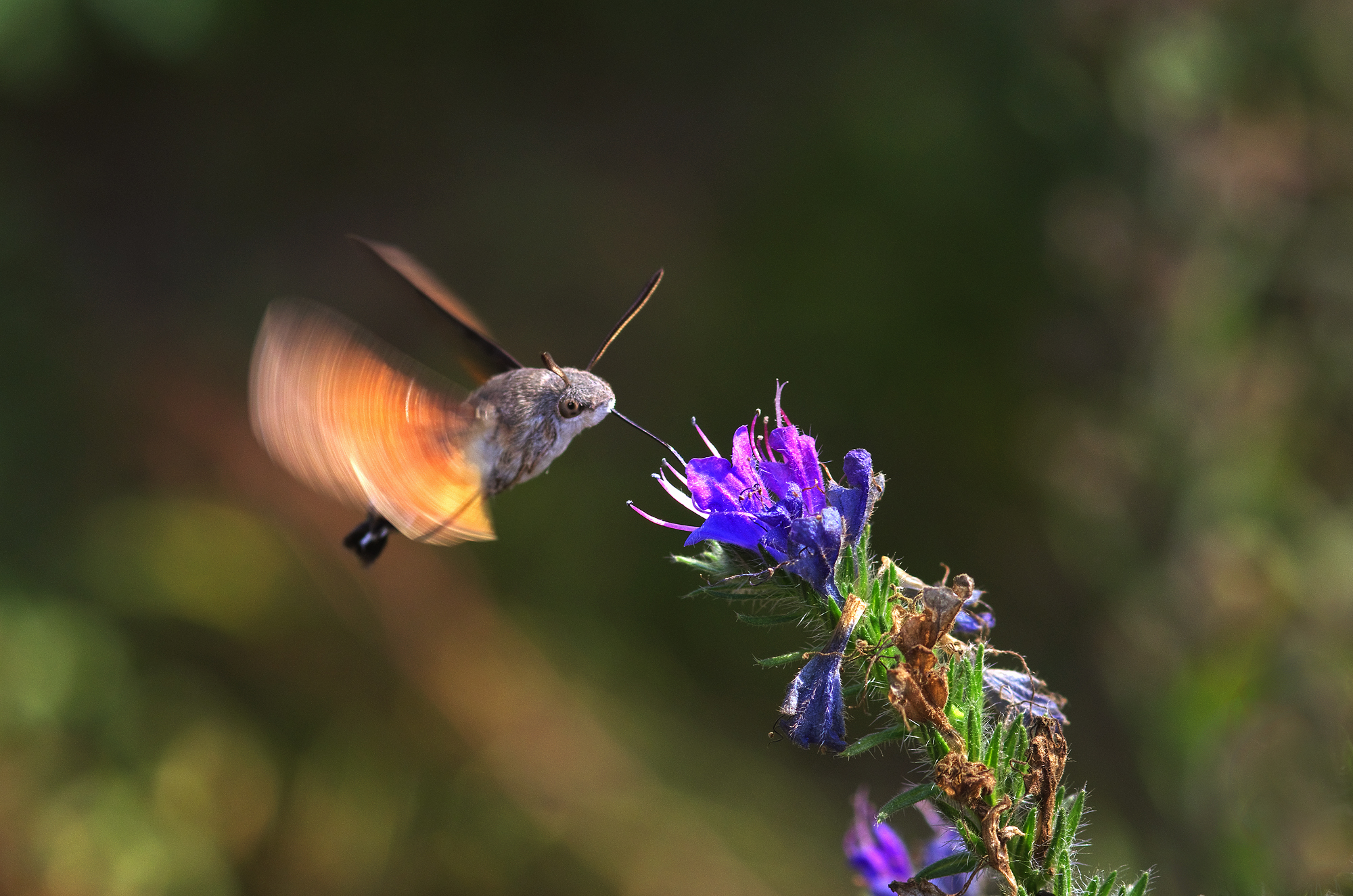 Macroglossum