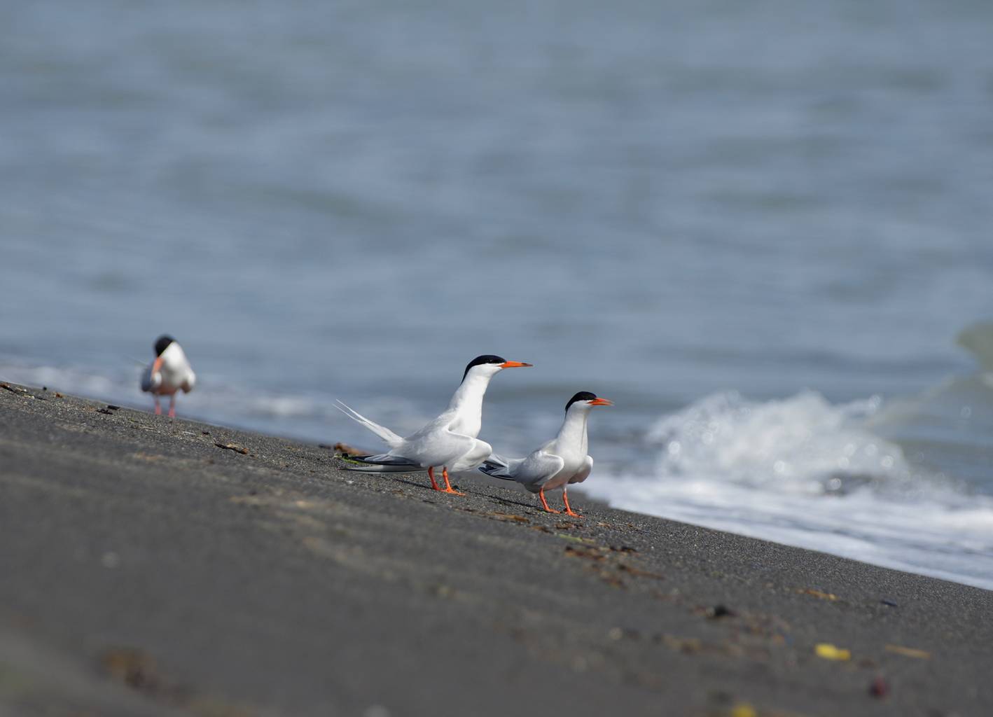 Roseate Tern