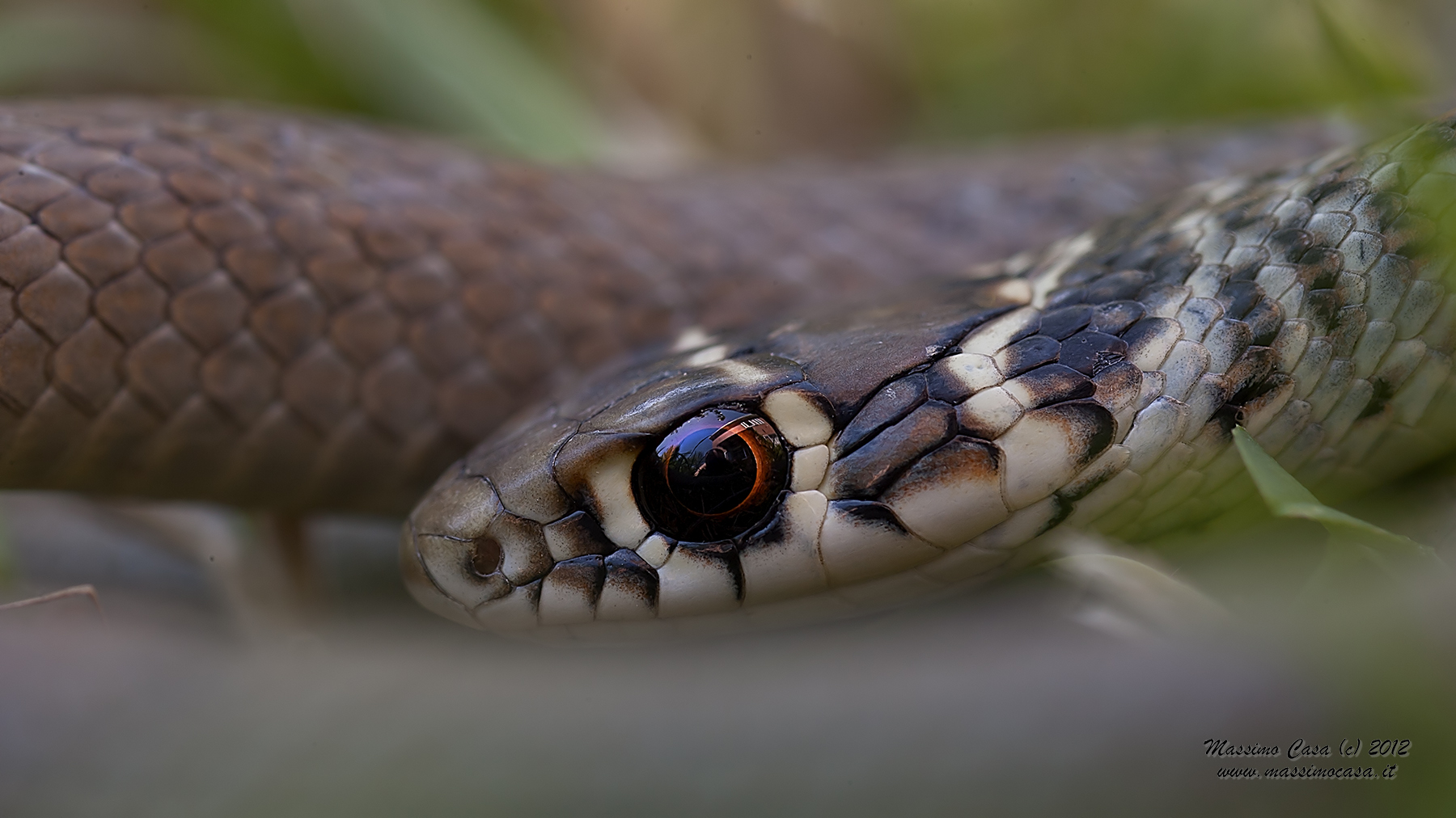 Hierophis Viridiflavus