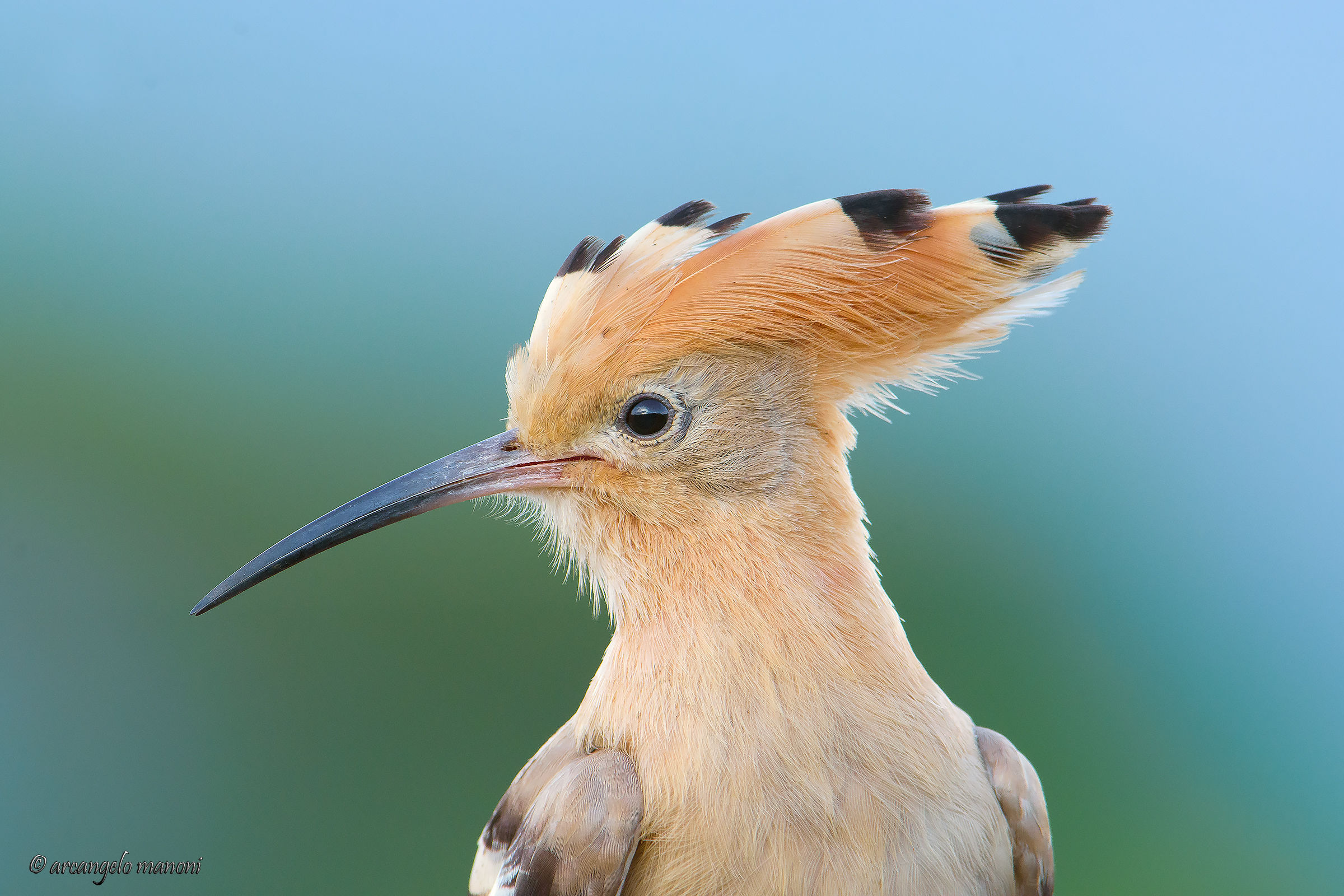 A hoopoe and a caress