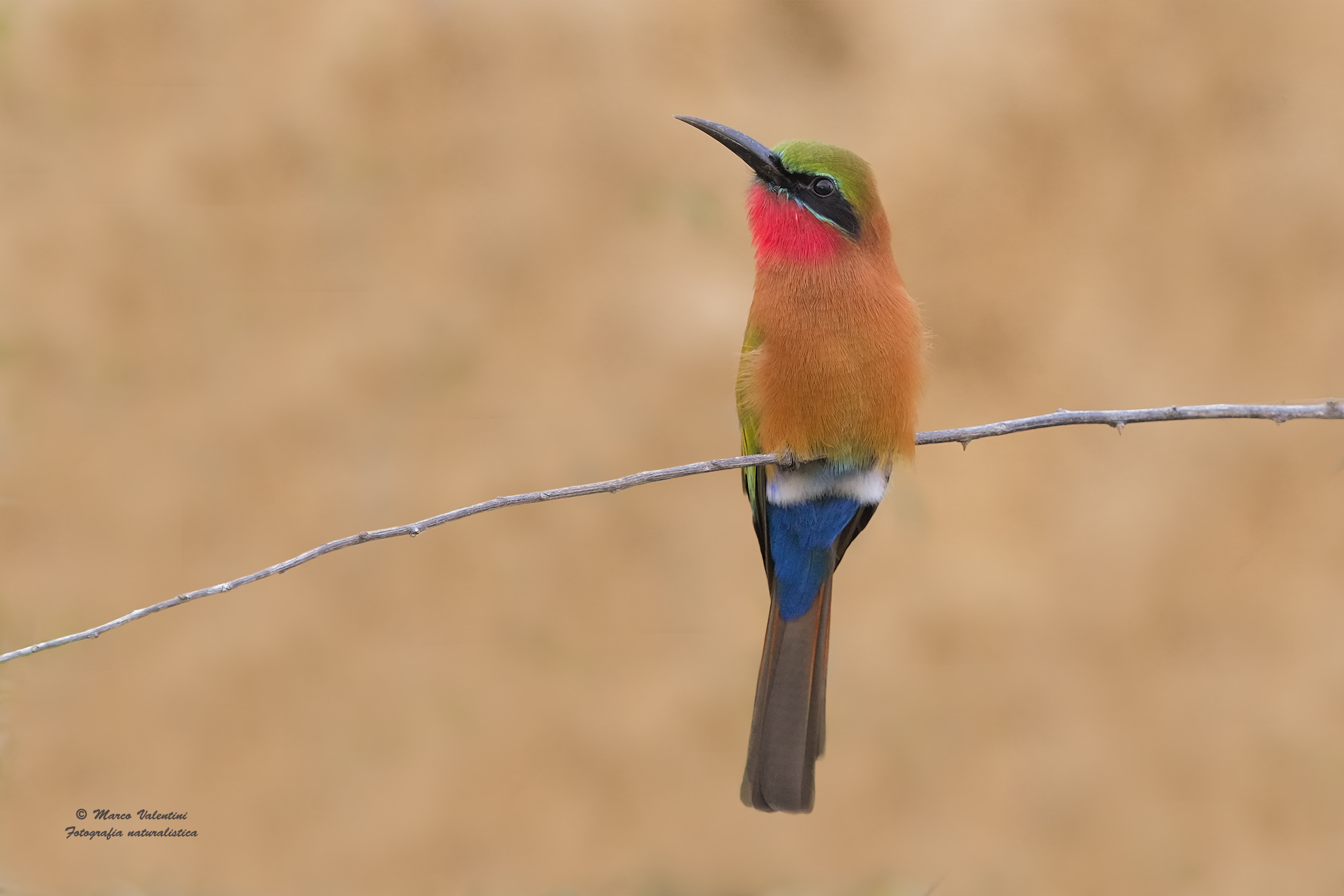 Red-throated Bee-eater