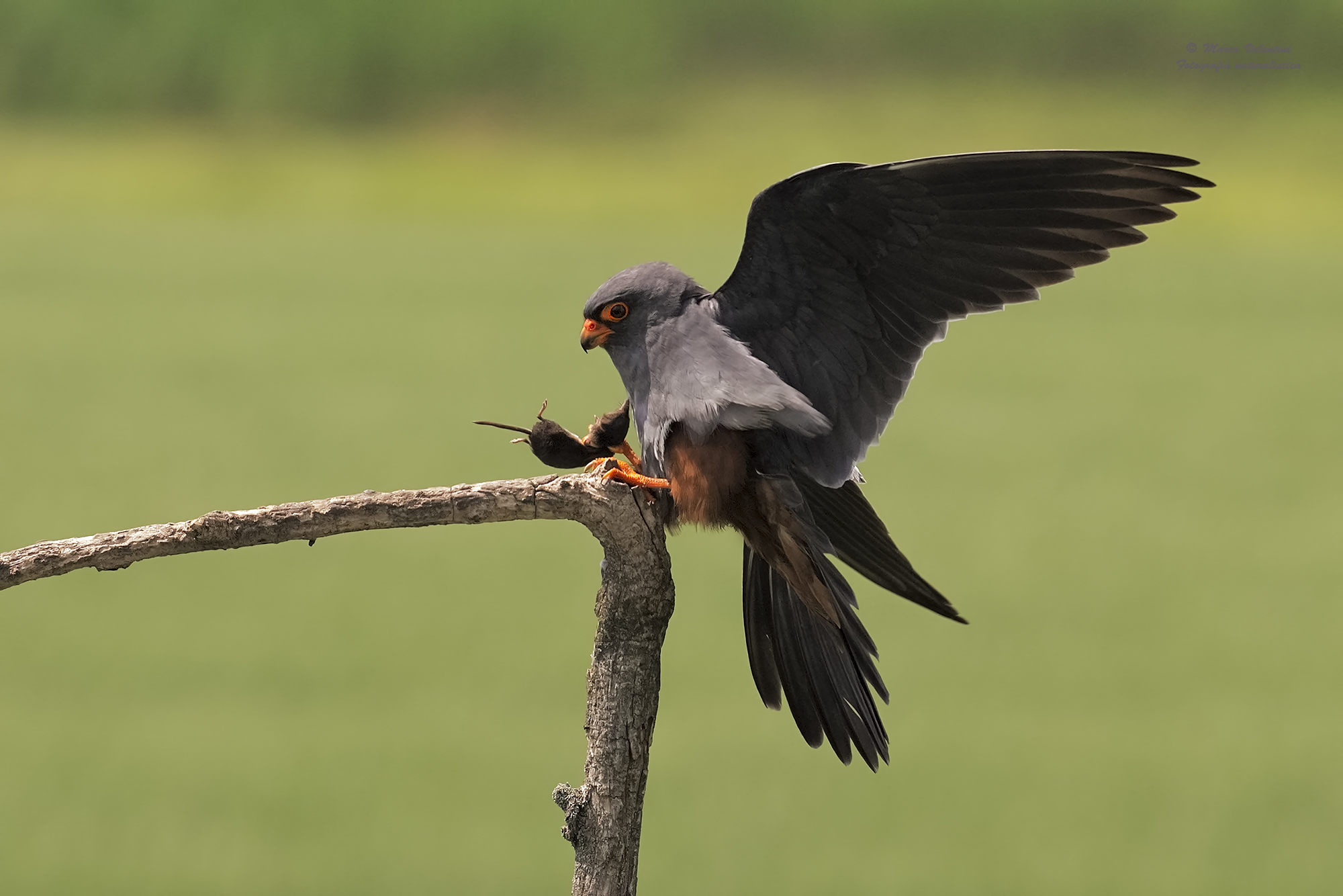 Falco cuculo con preda