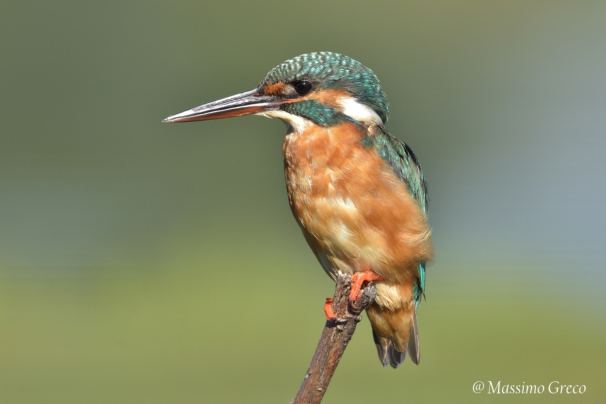 Martin pescatore femmina