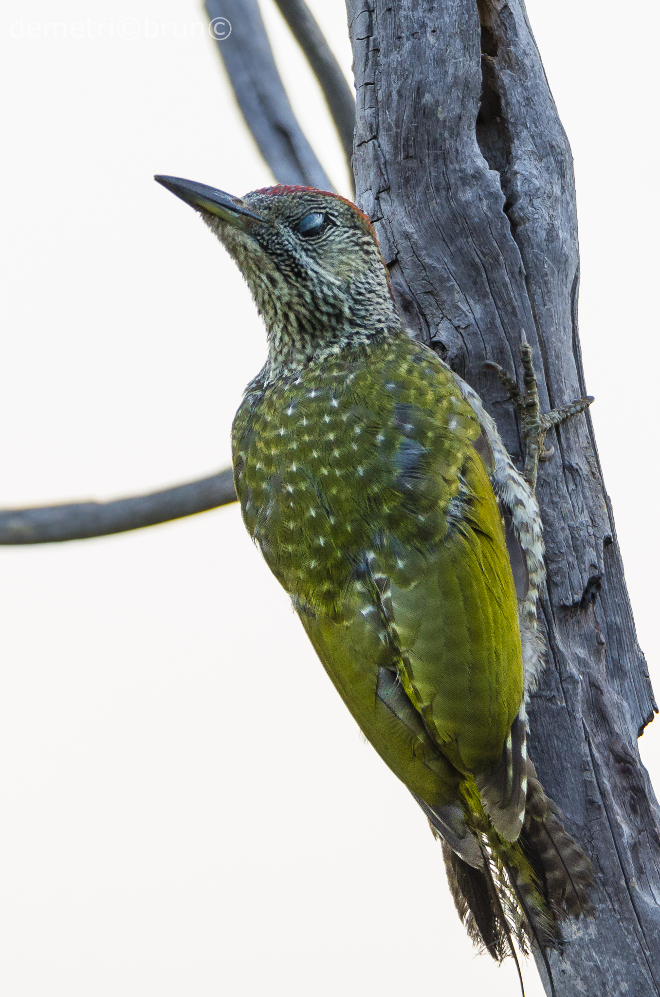 green woodpecker