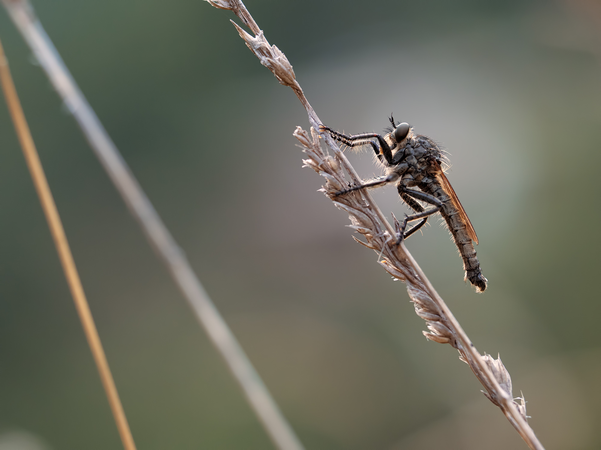 Soggetto sconosciuto