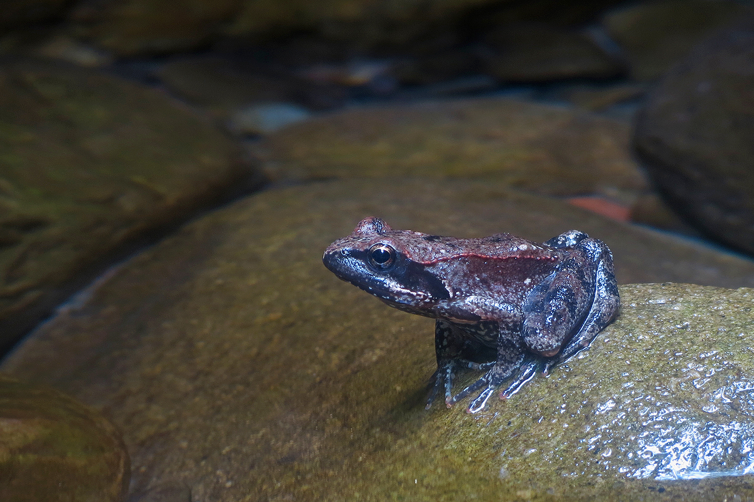 Mi butto o non mi butto