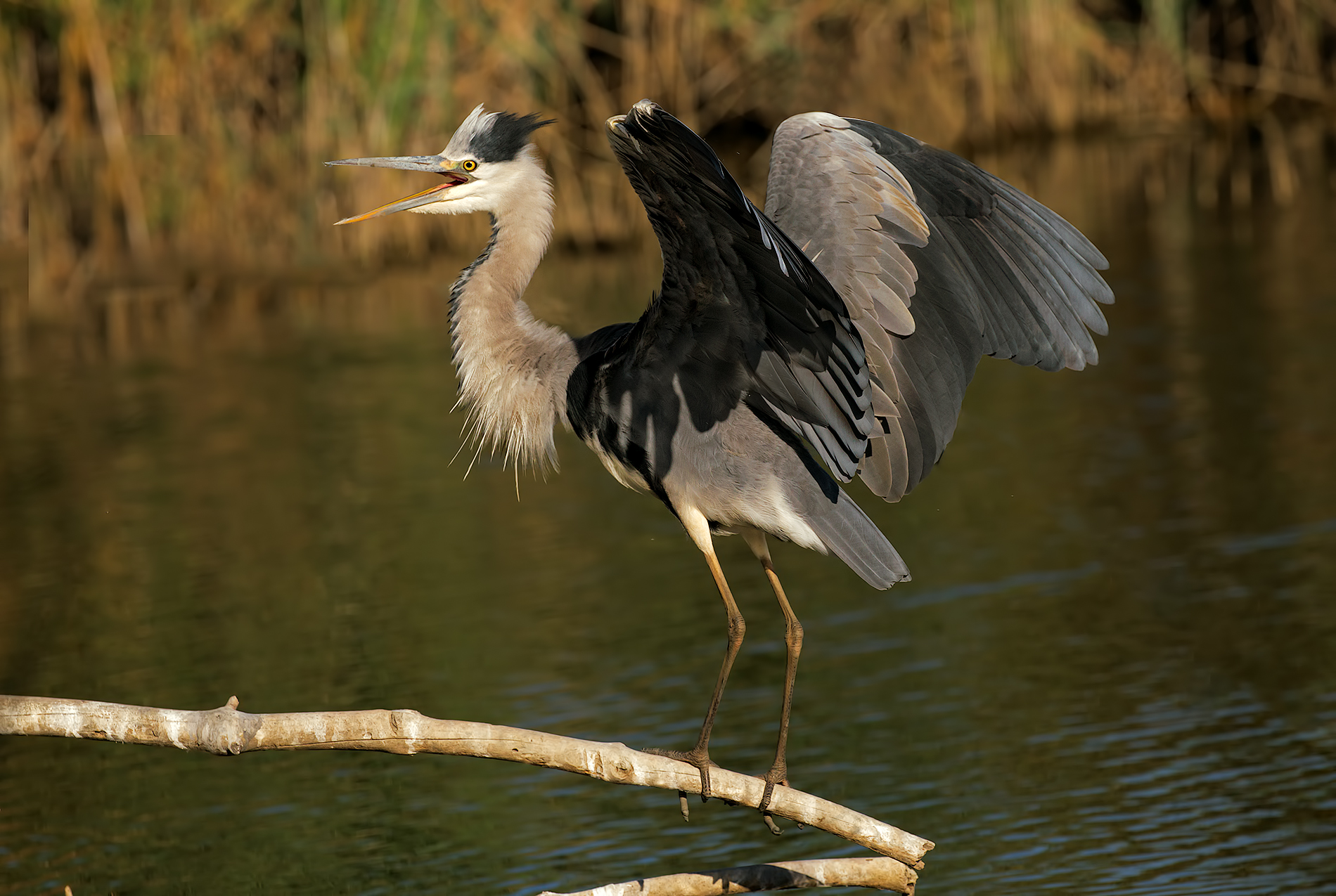gray heron