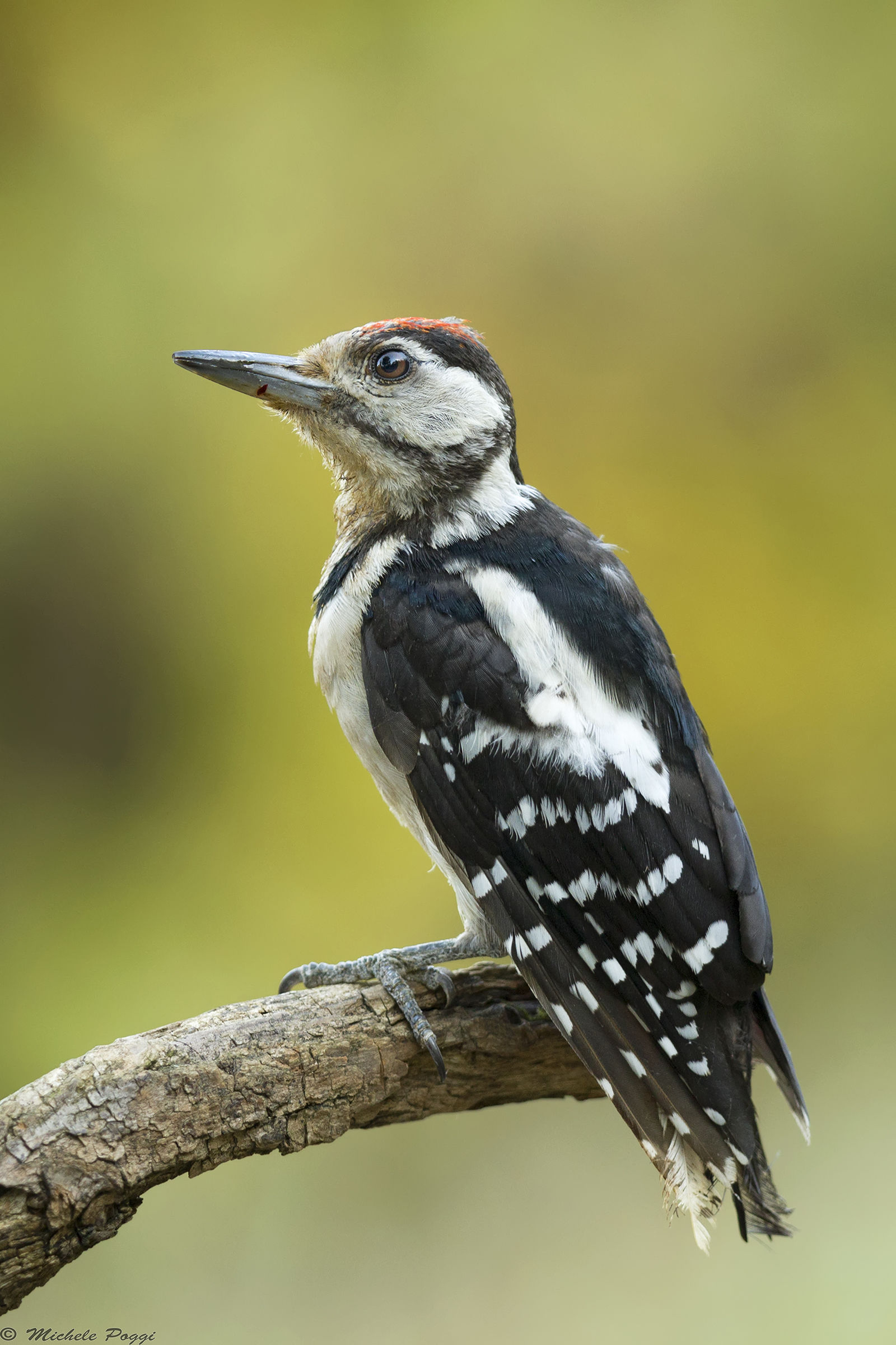 Great Spotted Woodpecker ...