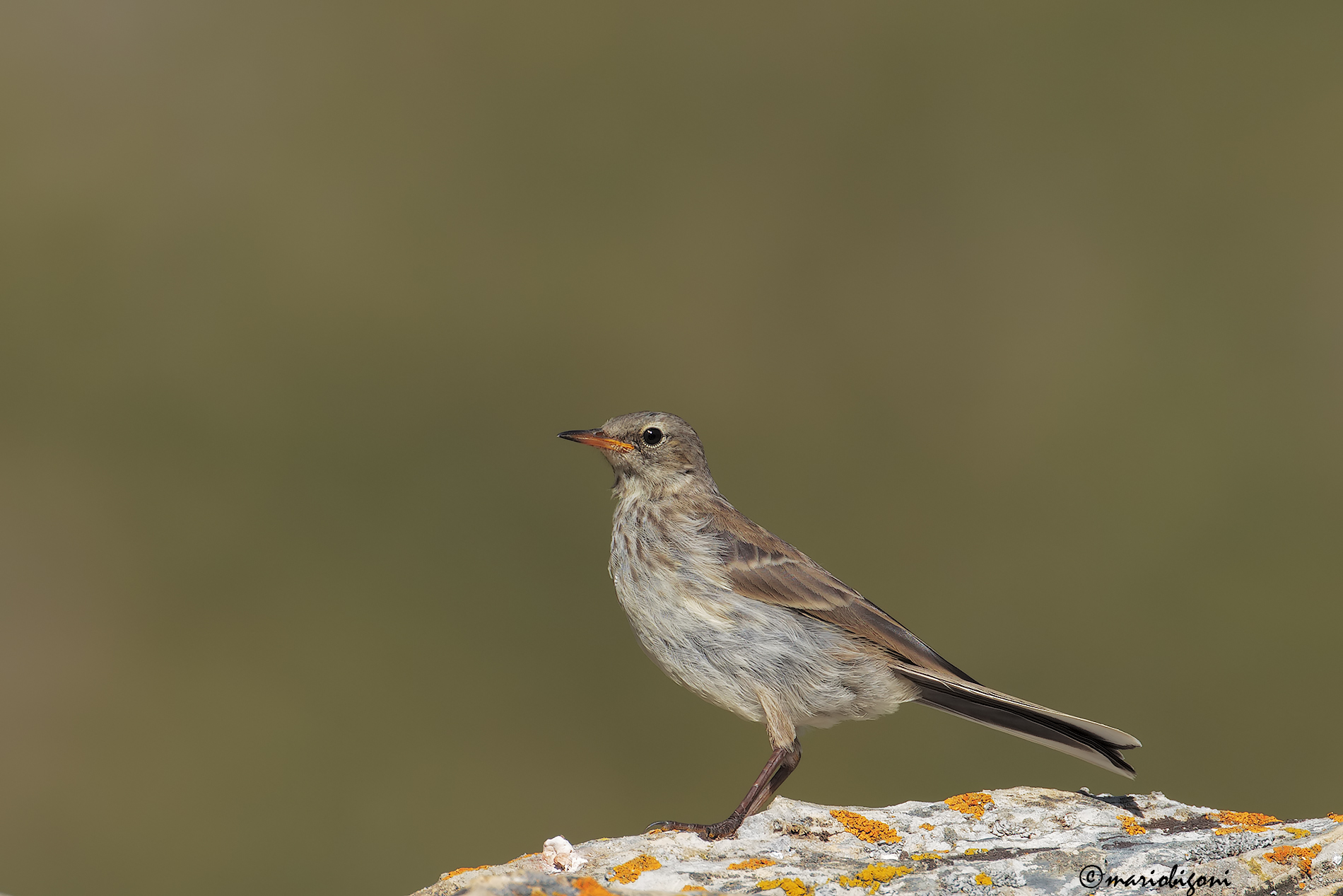 pipit