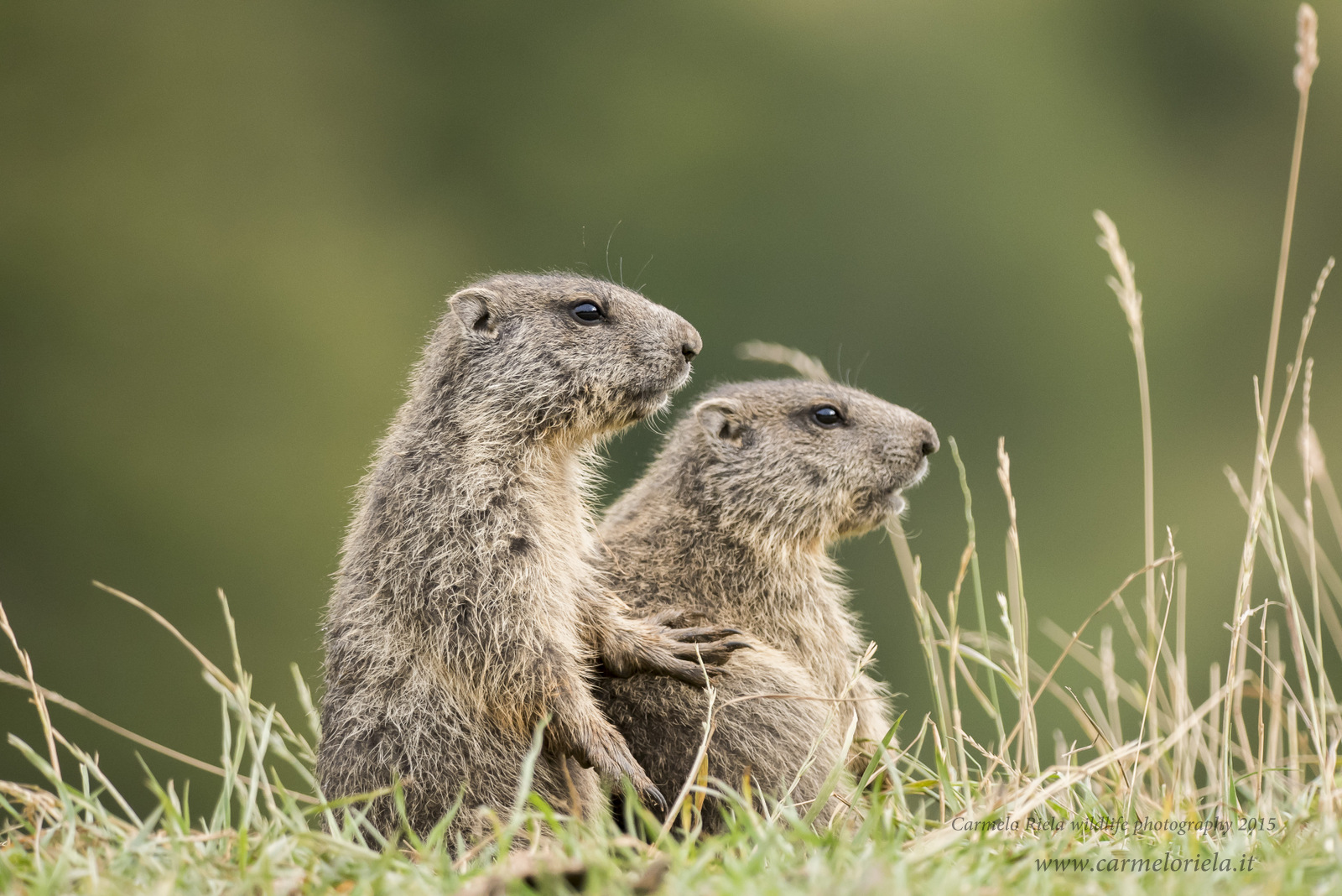 Junior Woodchucks in exploration.