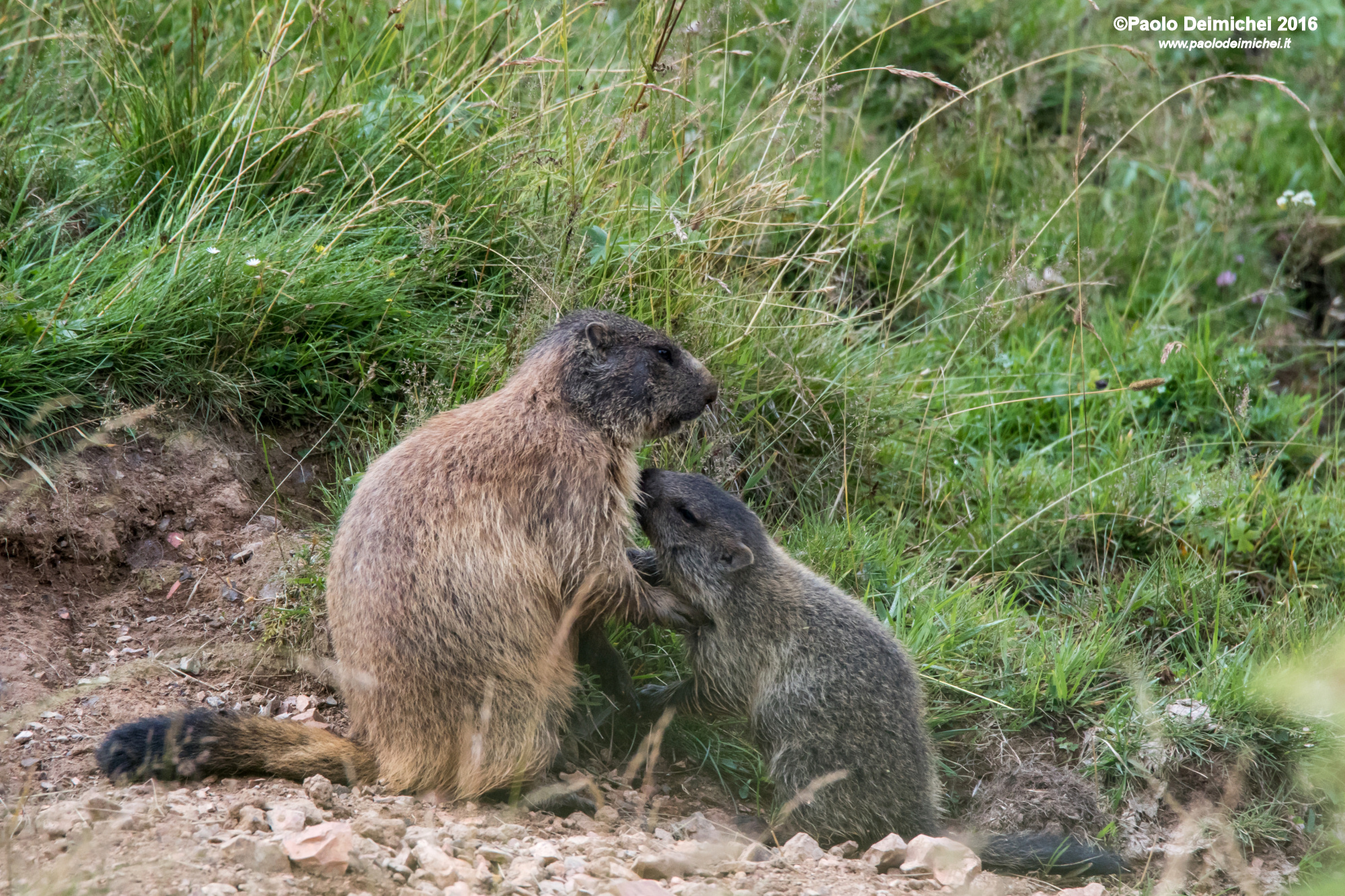 family love to Marmots