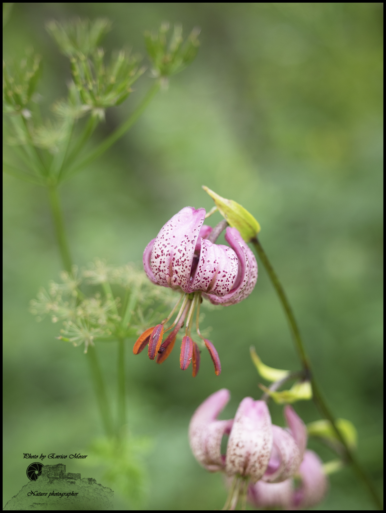 Lilium martagone L.
