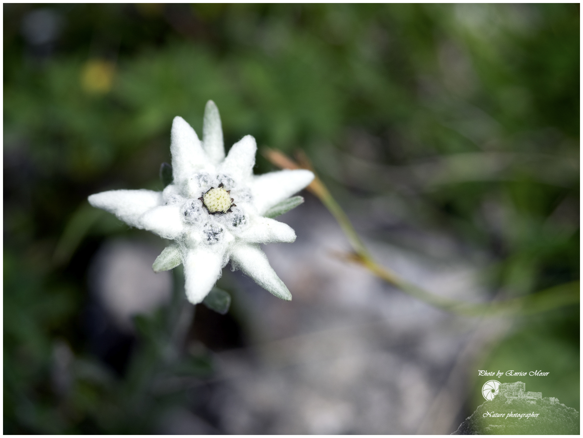 Edelweiss