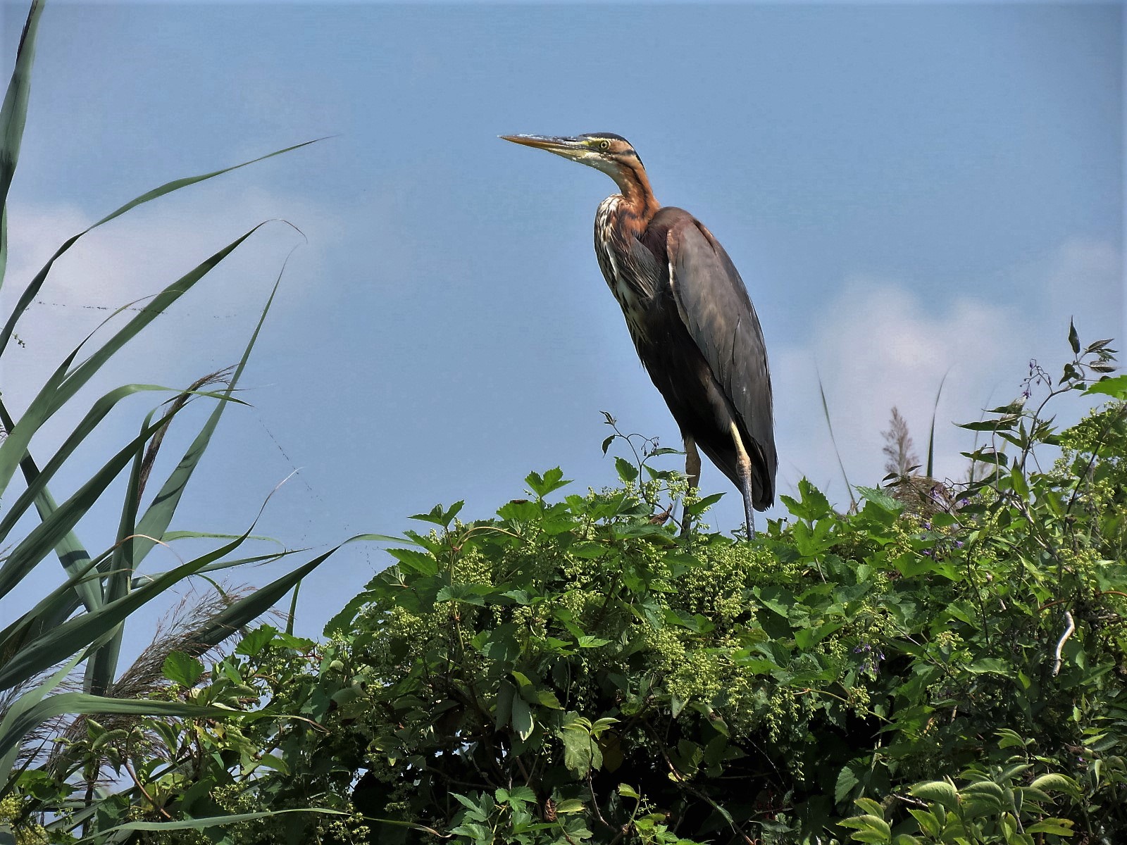purple heron
