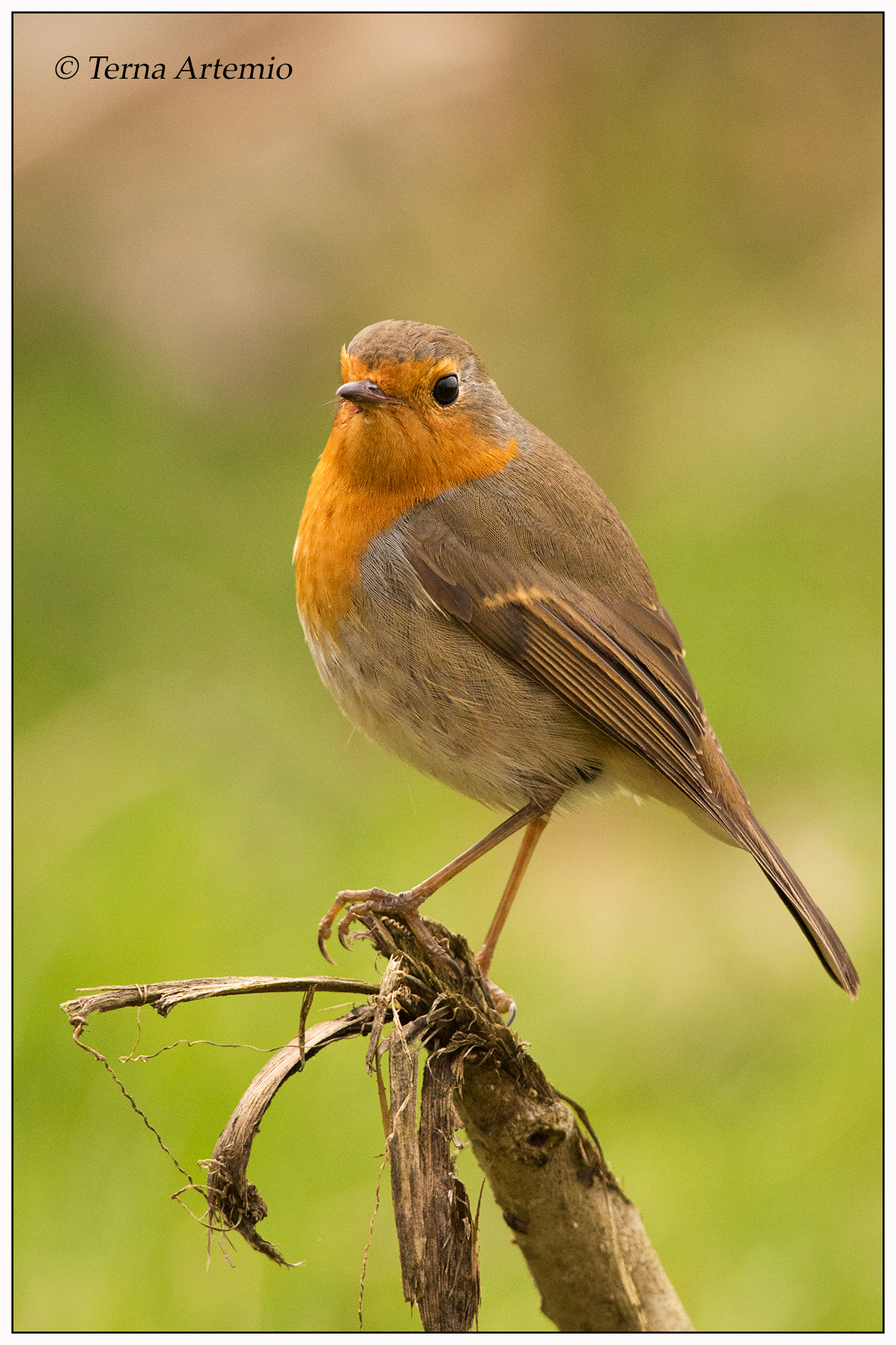 Robin