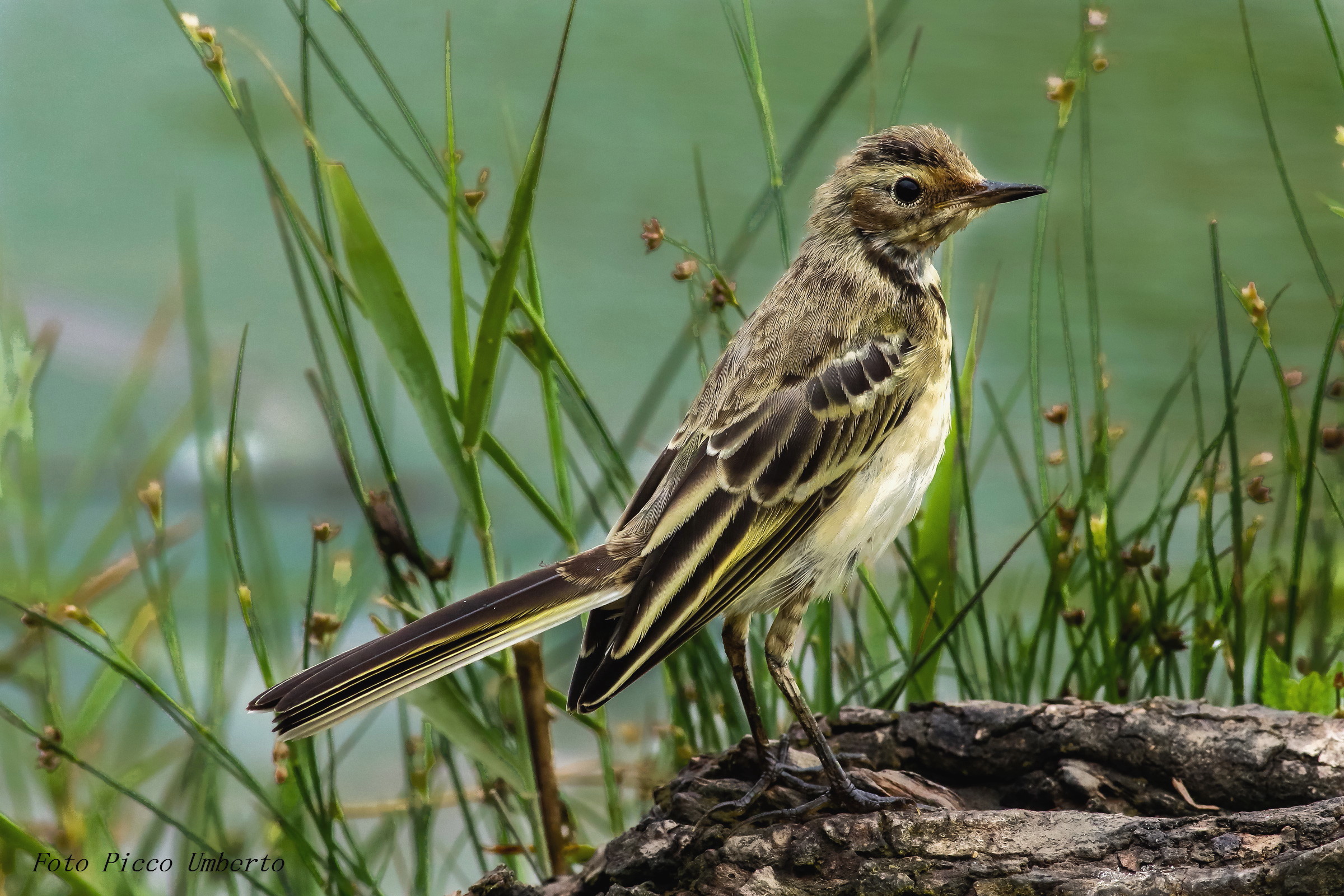 yellow wagtail