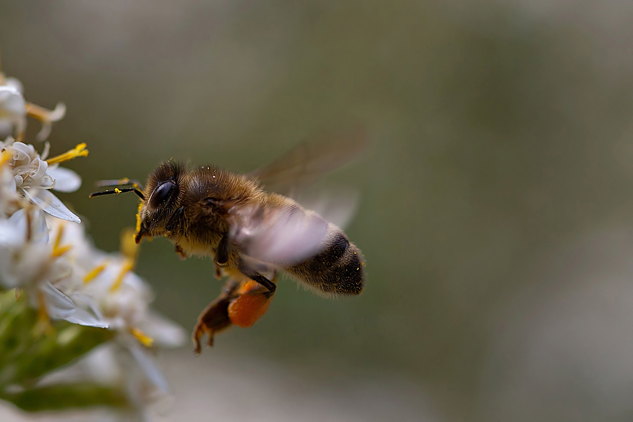 Bee flying