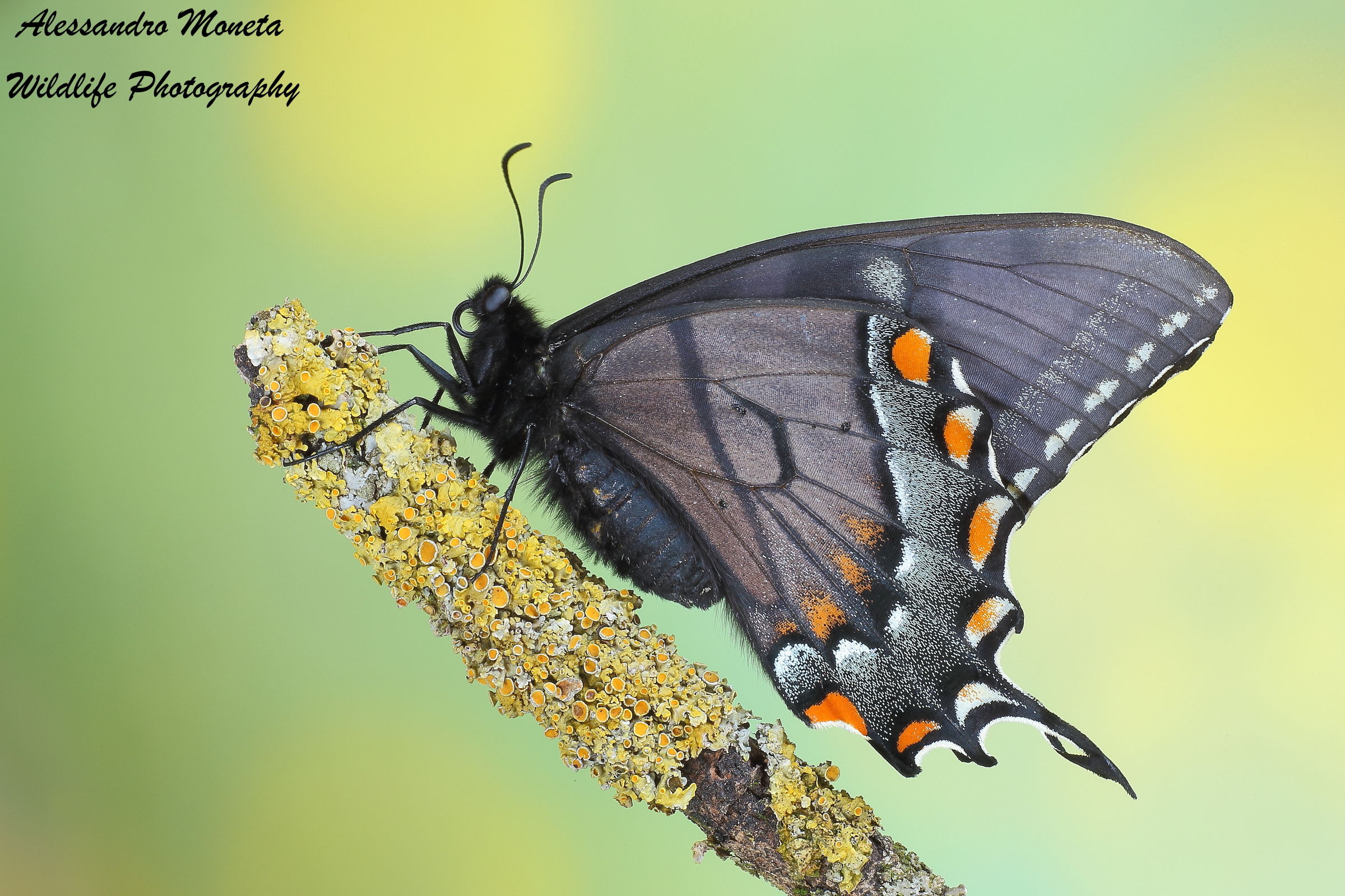 Eastern Tiger Swallowtail Butterfly in black dresses