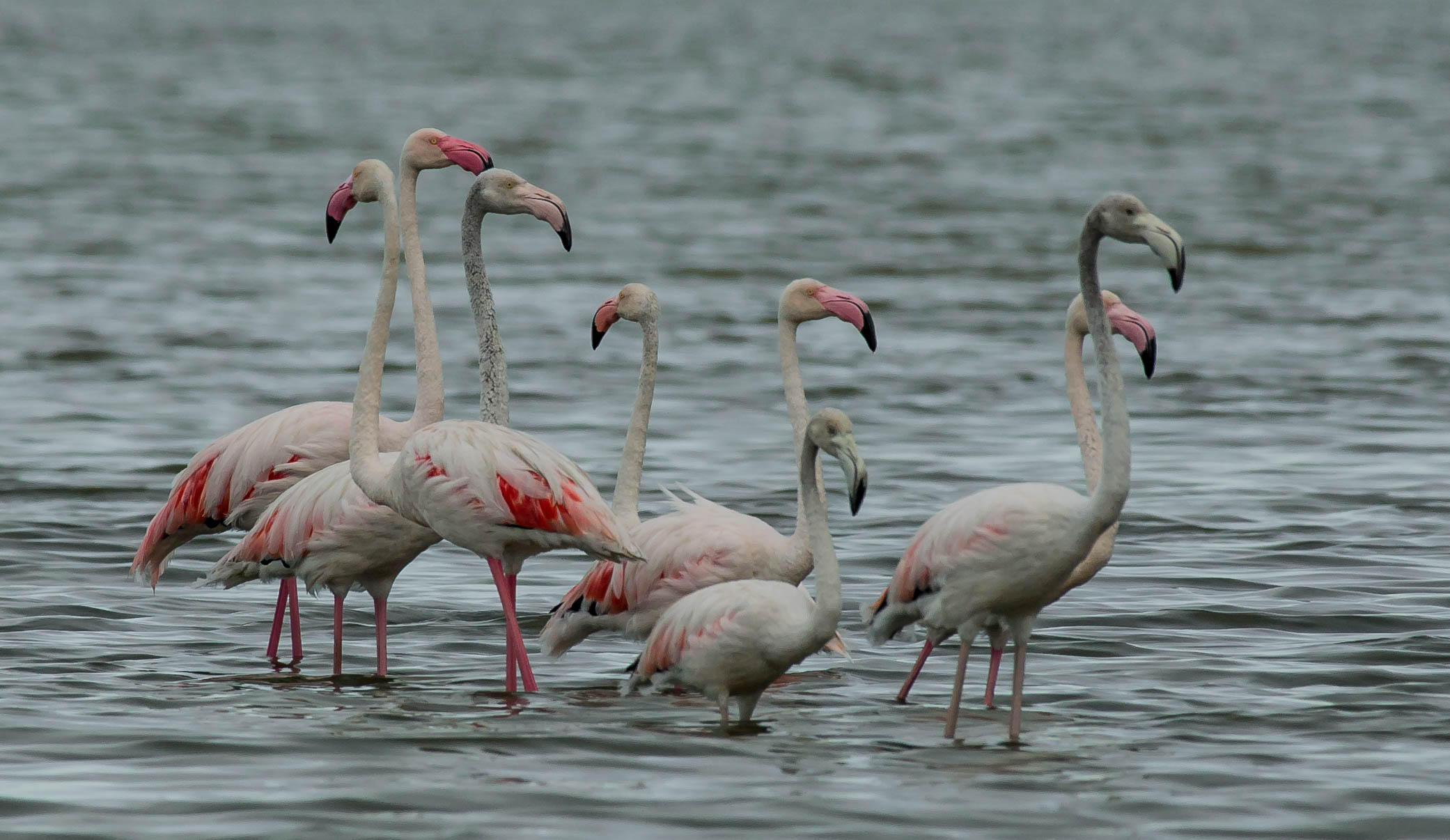 flamingos