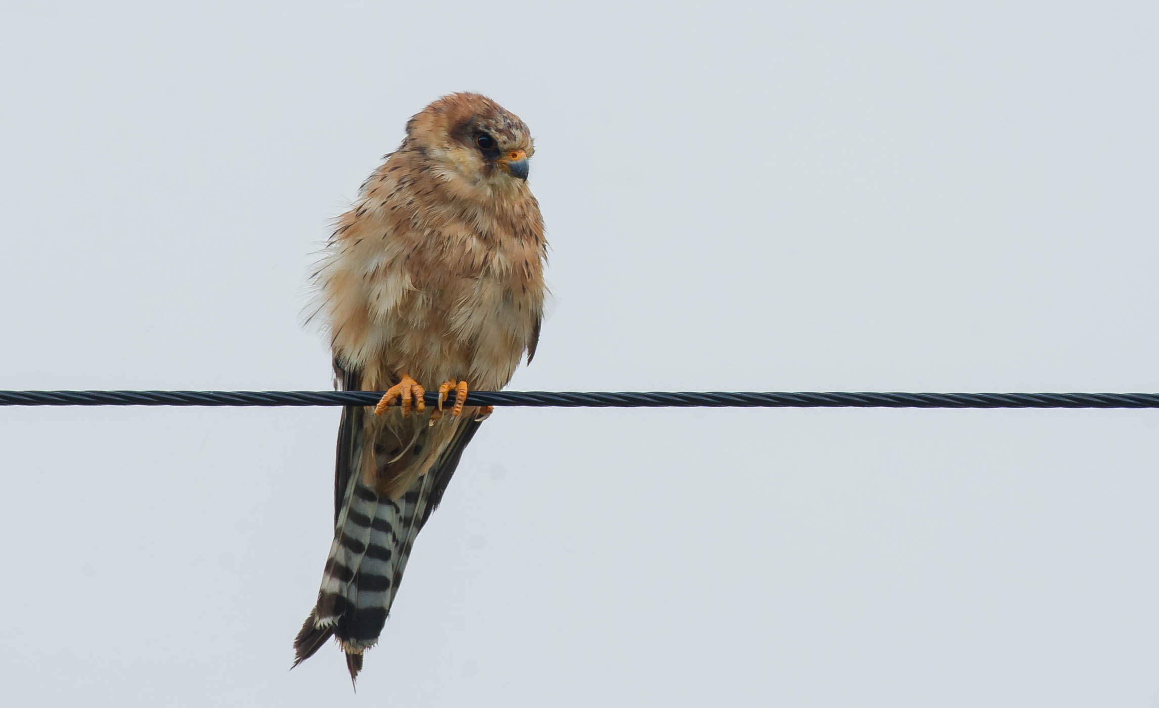red-footed falcon