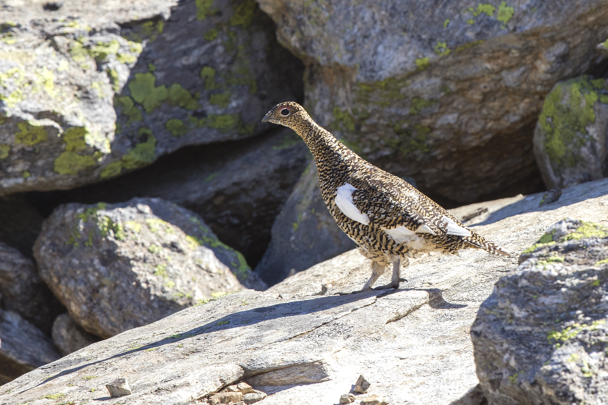 Pernice summer to nivoles