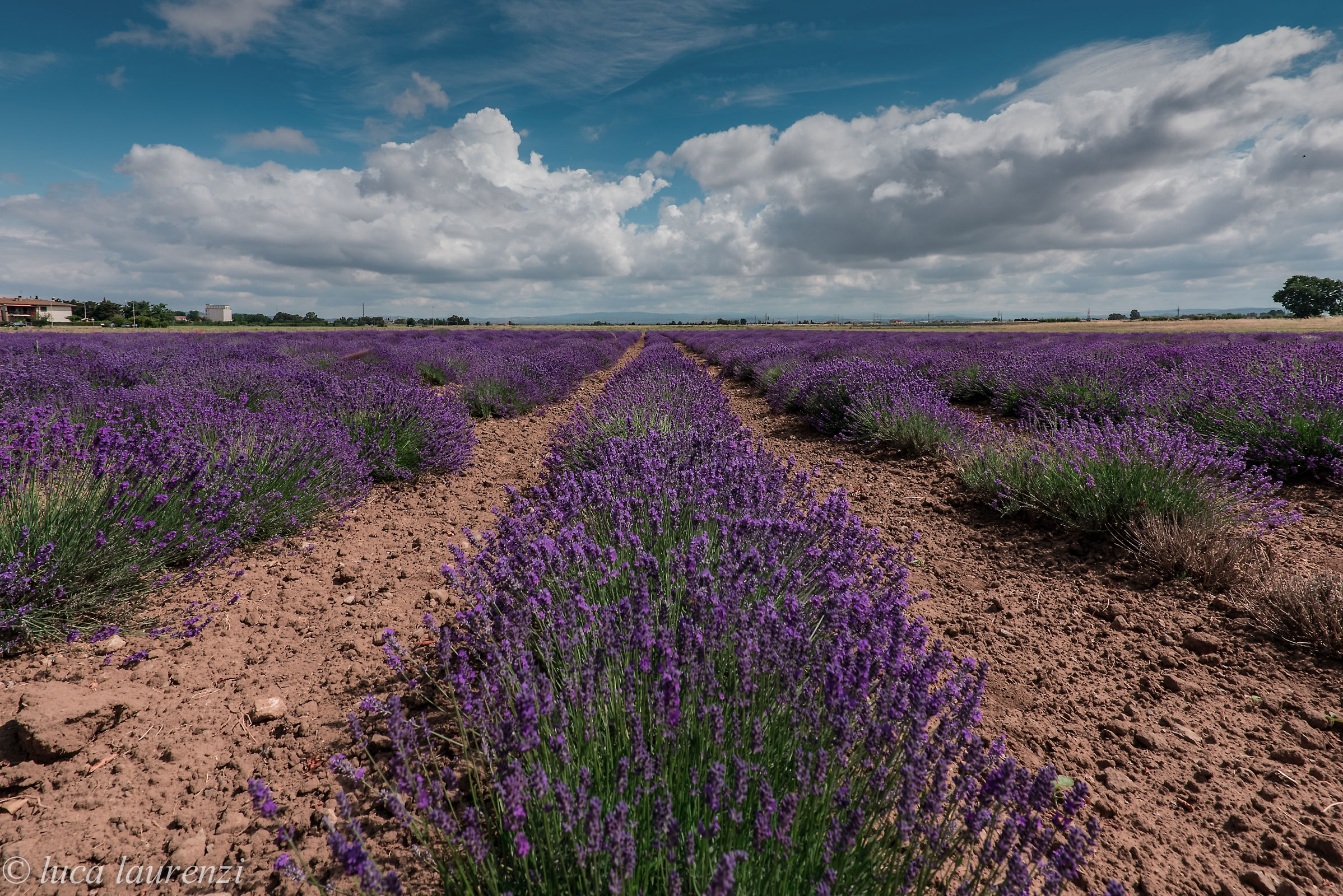 Lavender in Maremma