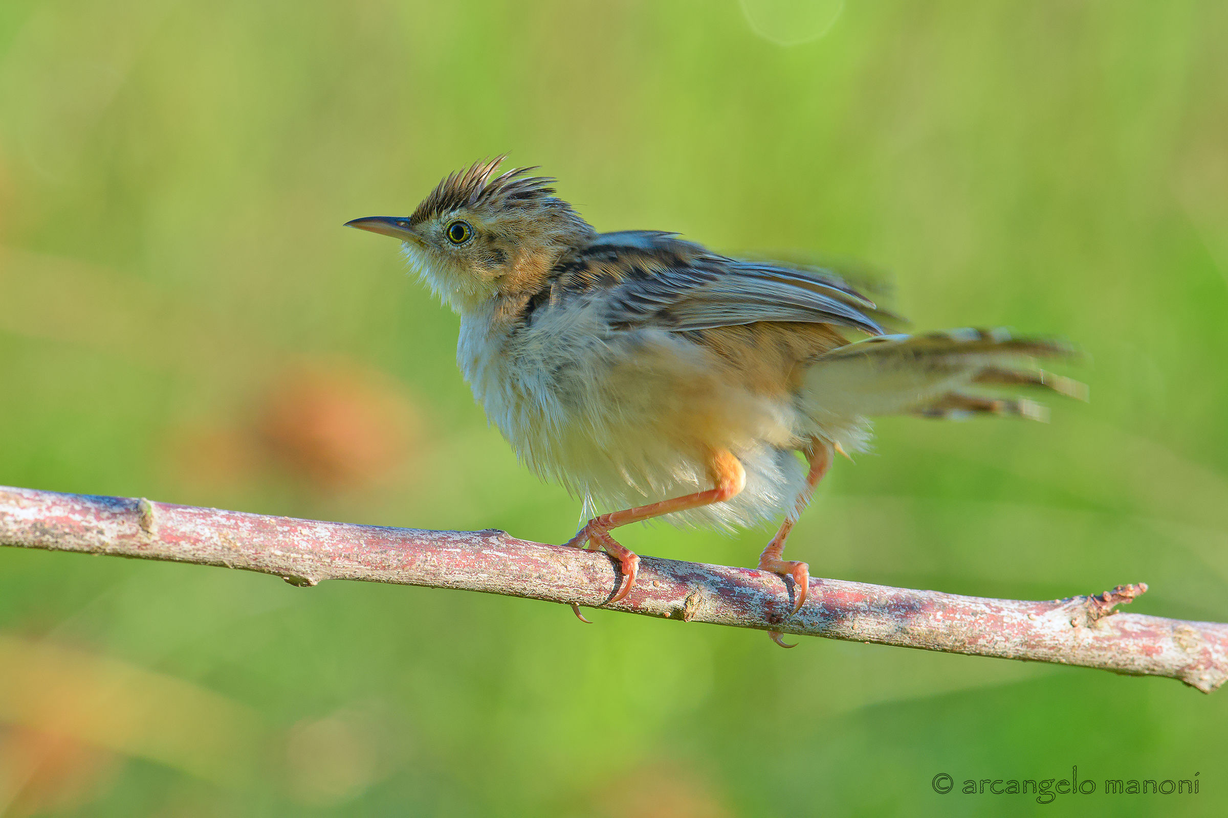 Lo ''scrollone'' del beccamoschino