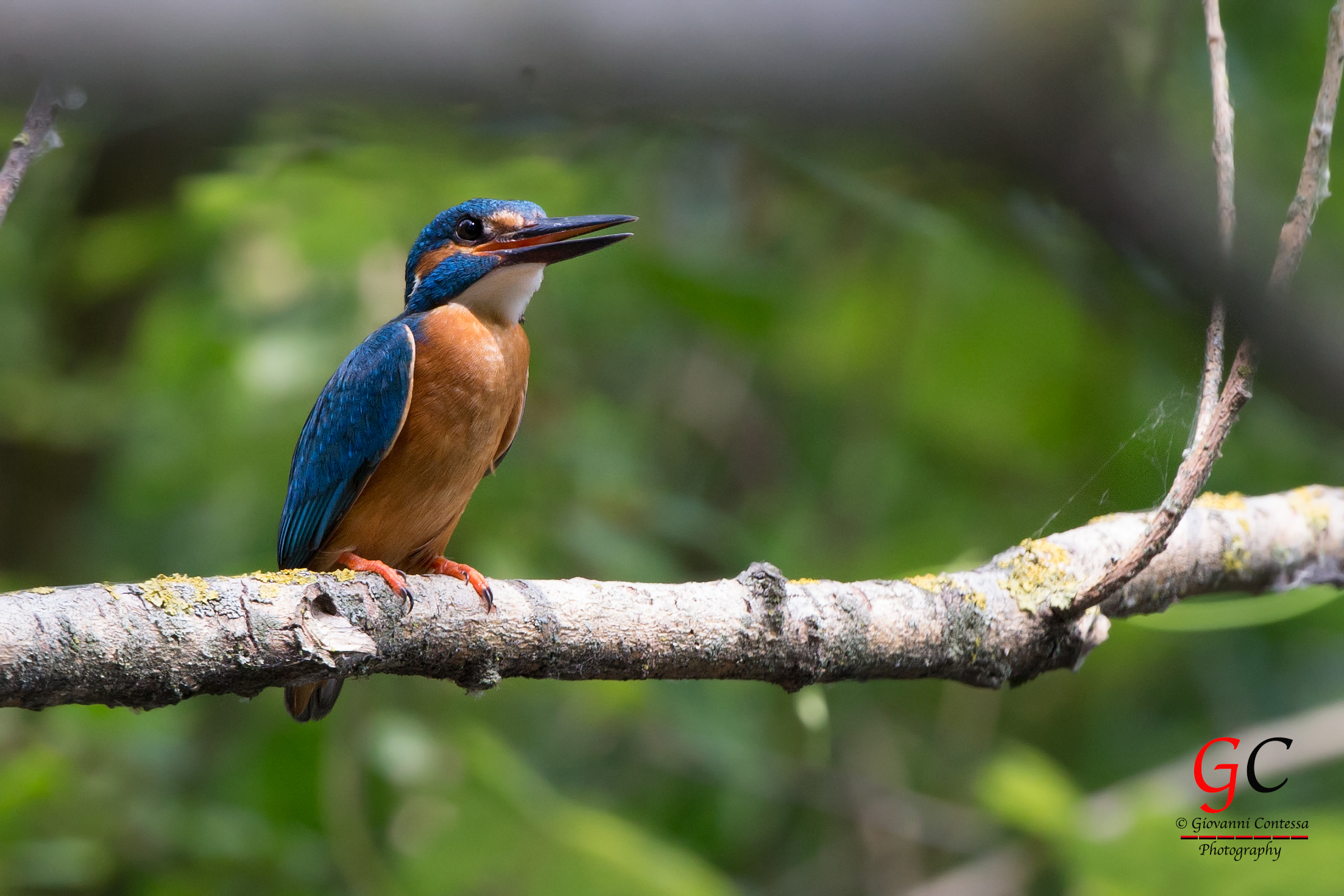 Martino, in alarm among the branches