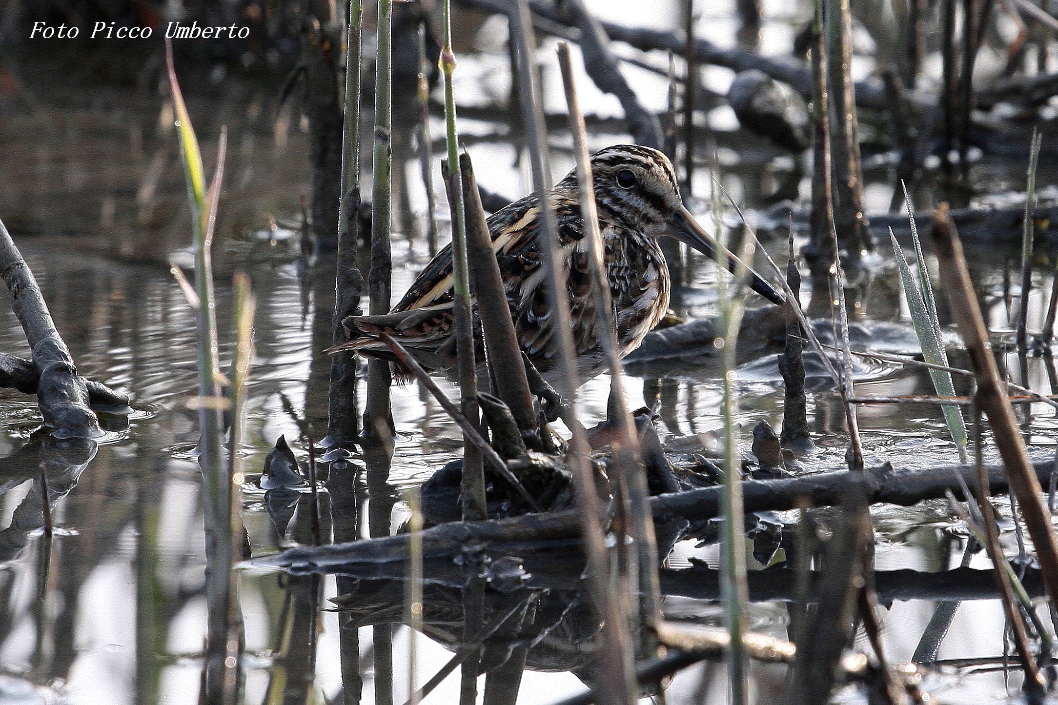 when there were still Beaters