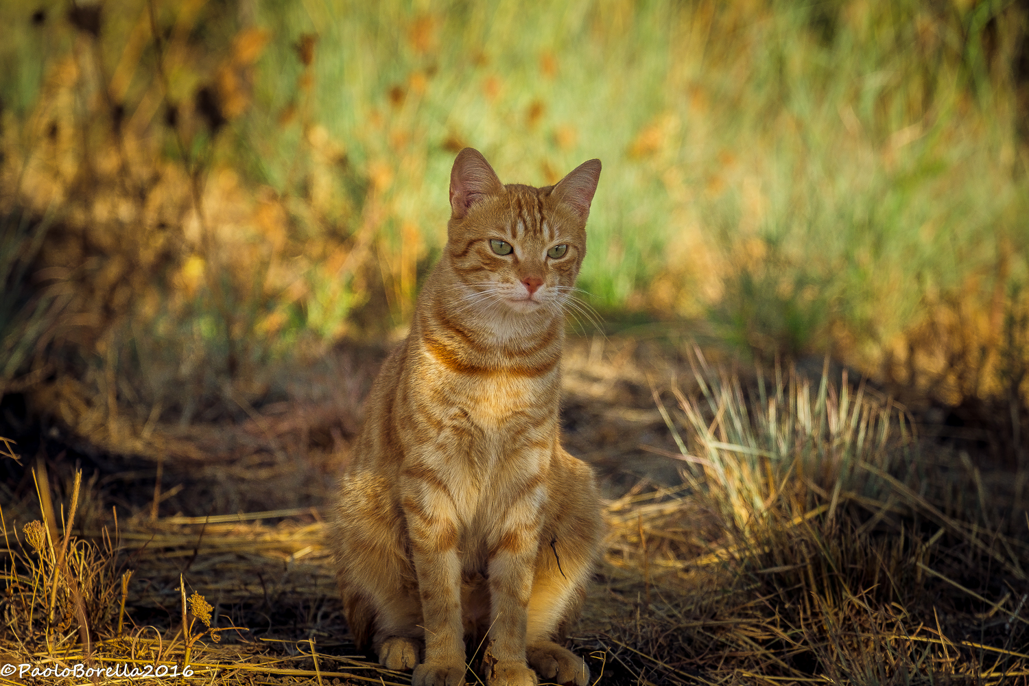 Tai Chi in the Jungle