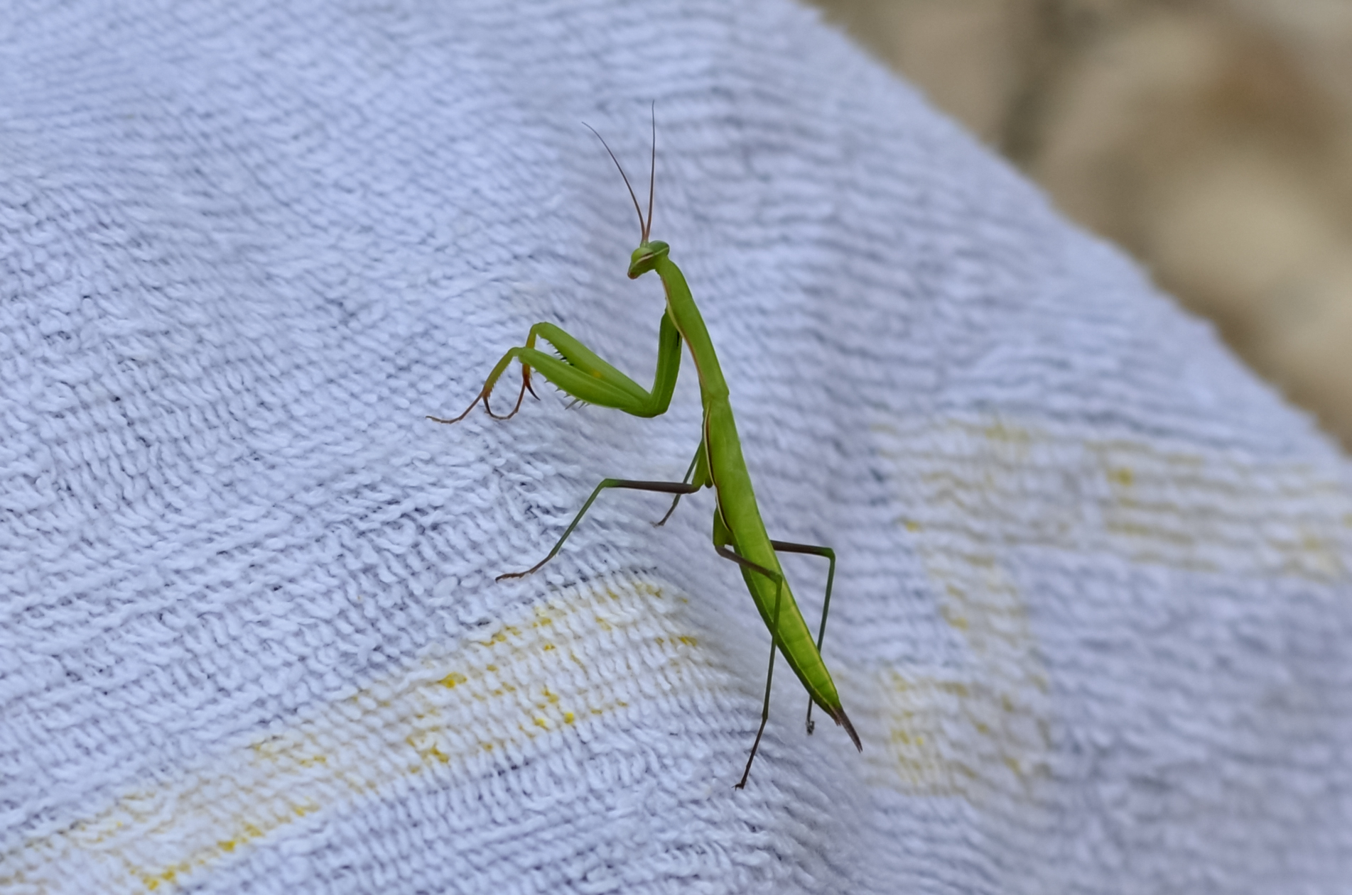 Praying Mantis