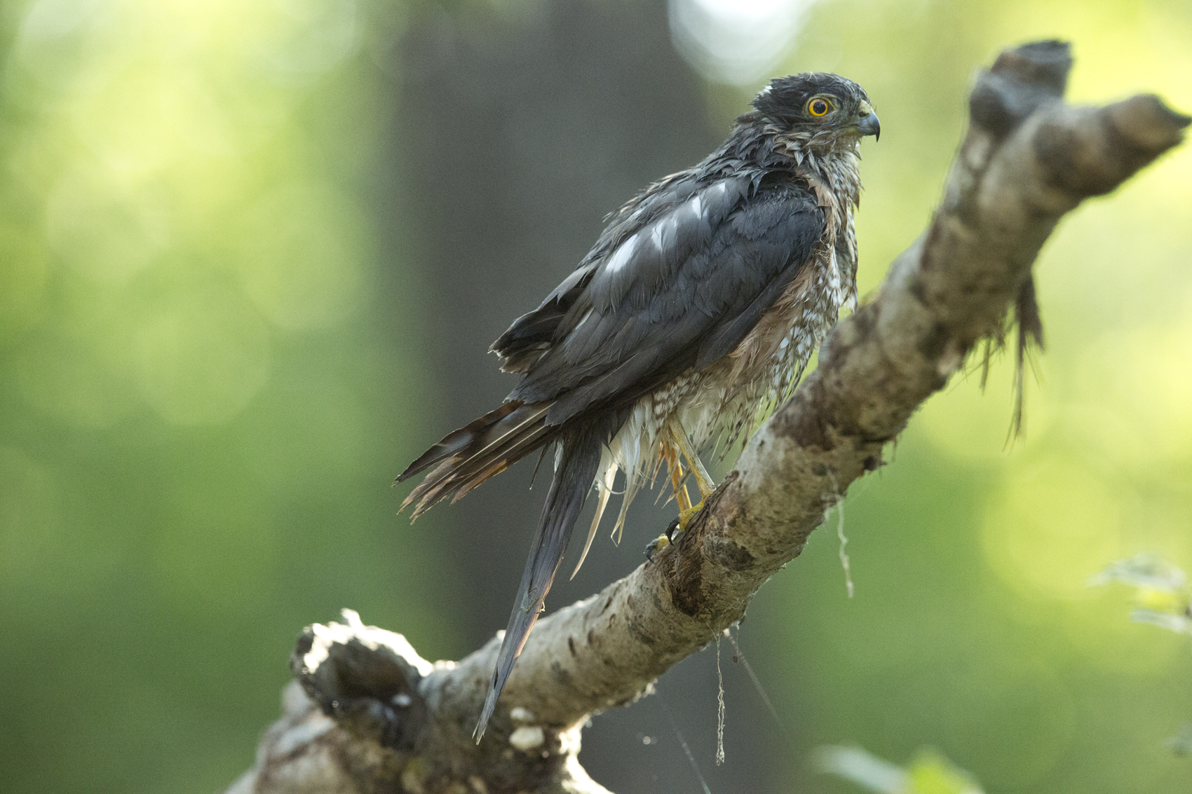 Sparviere bagnato ...... aveva appena fatto il bagnetto