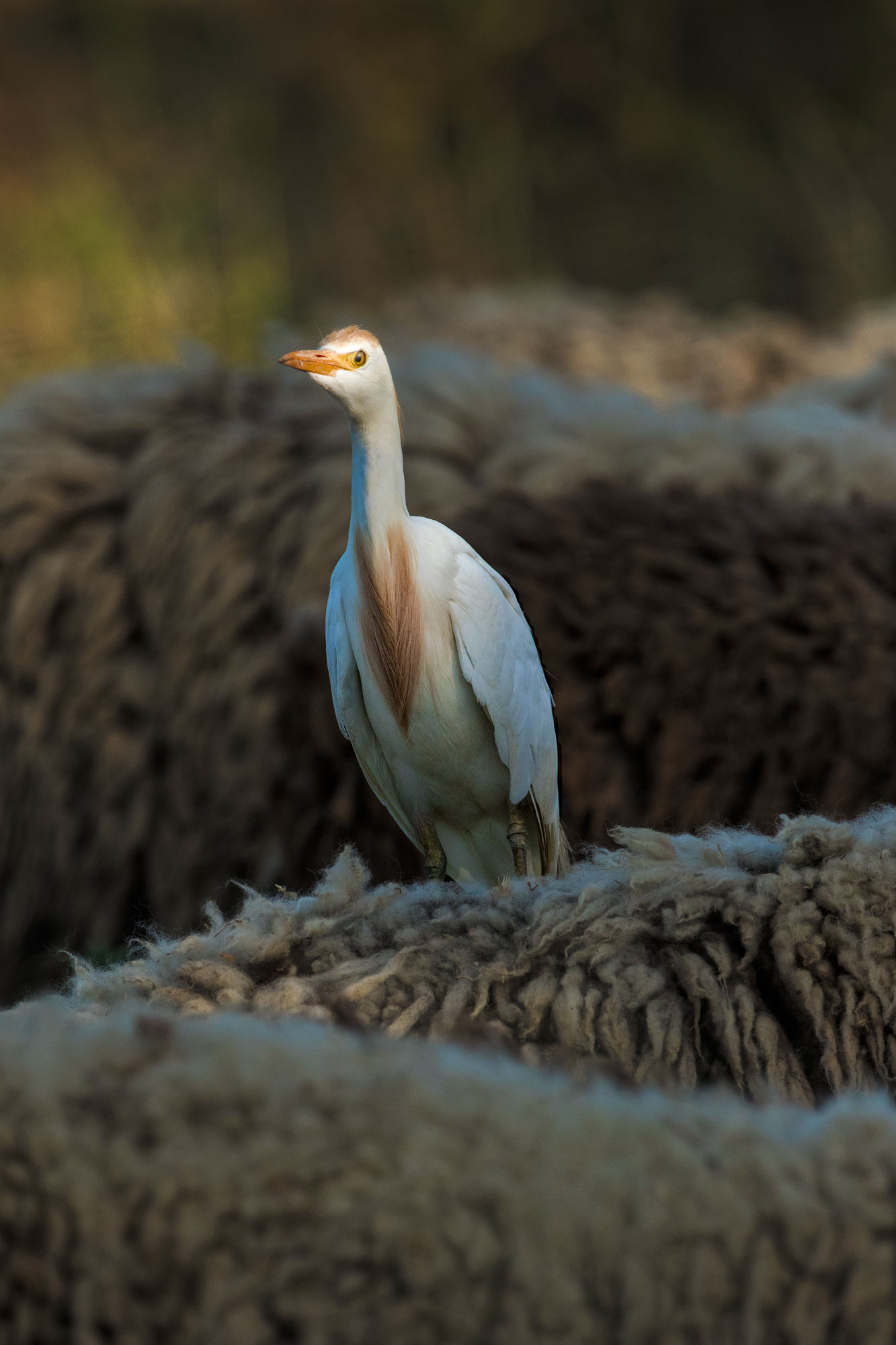 airone guadabuoi e anche pecore